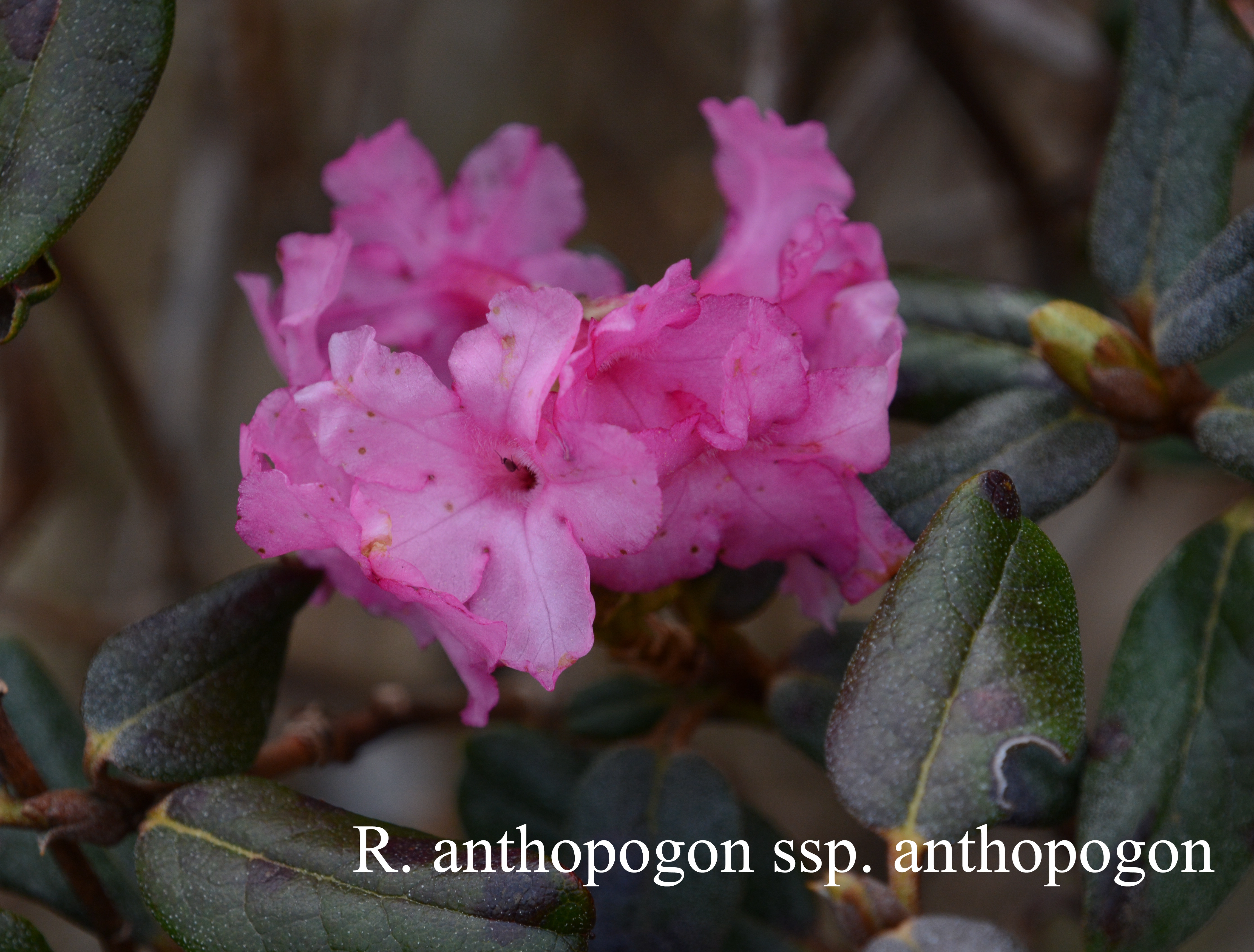 Rhododendron anthopogon ssp anthopogon photo