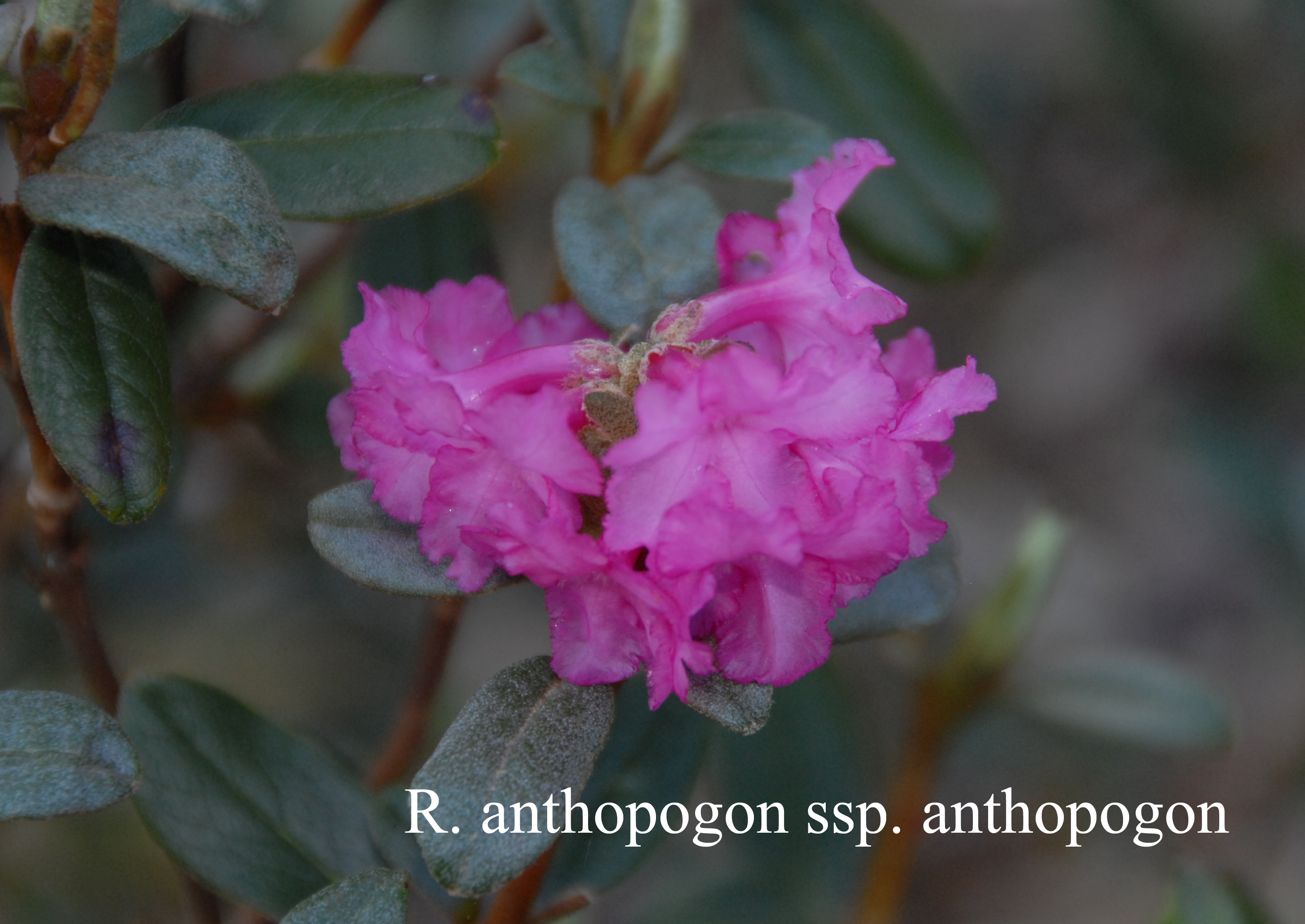 Rhododendron anthopogon ssp anthopogon photo