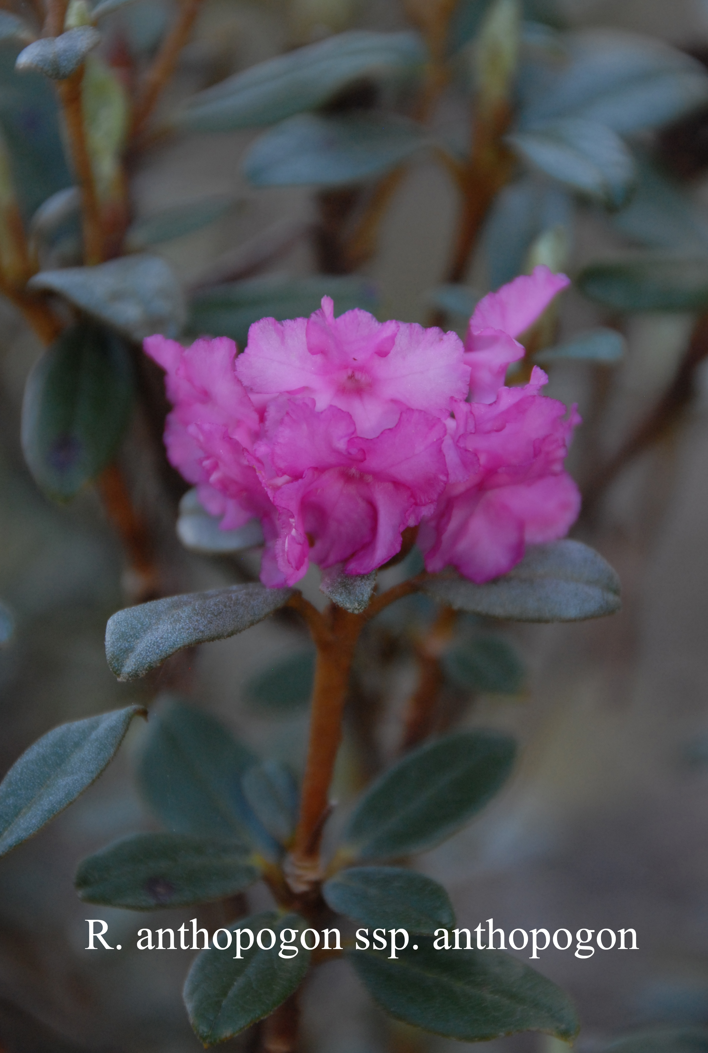 Rhododendron anthopogon ssp anthopogon photo