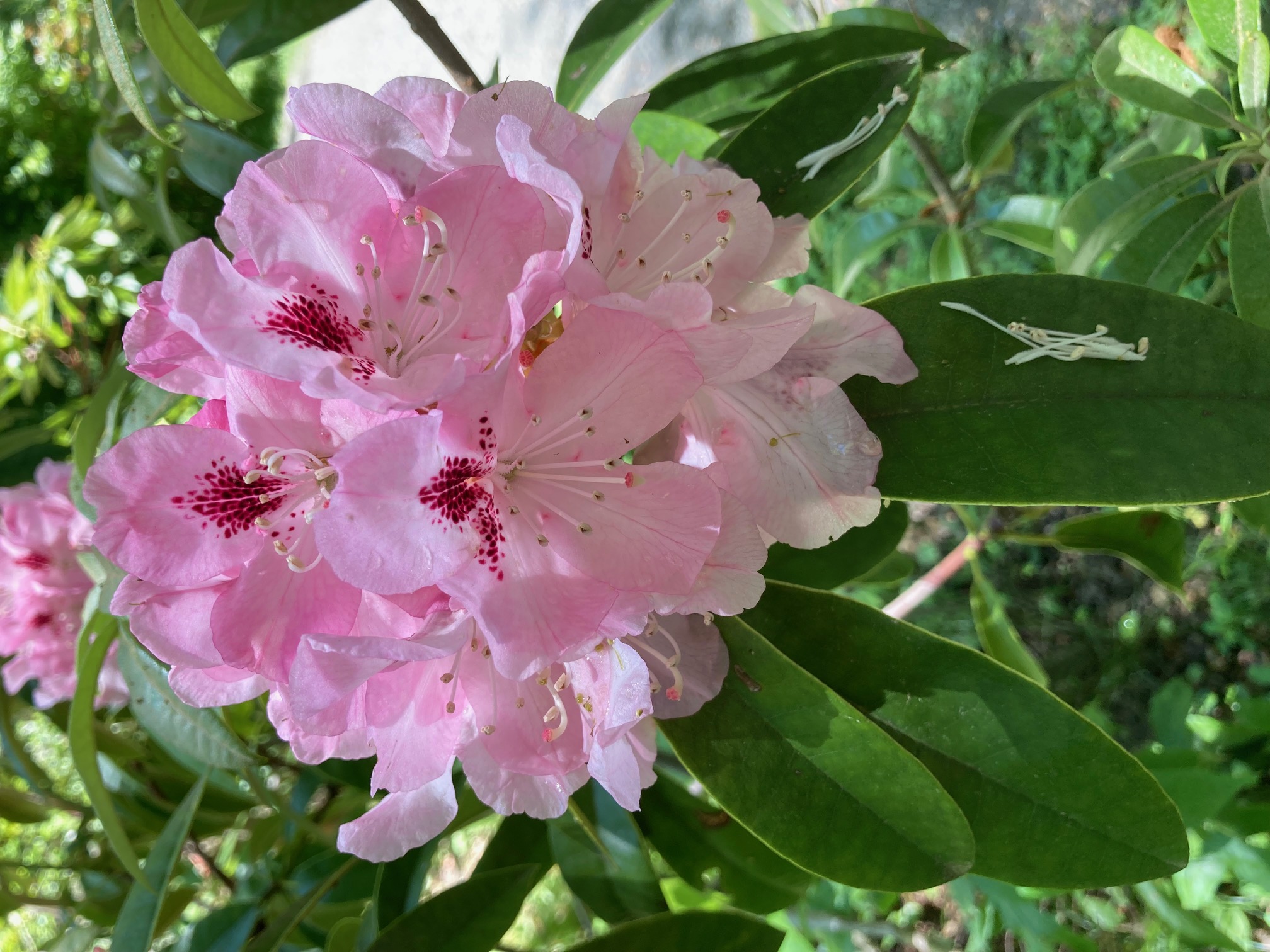 Rhododendron Lady of Belfield photo