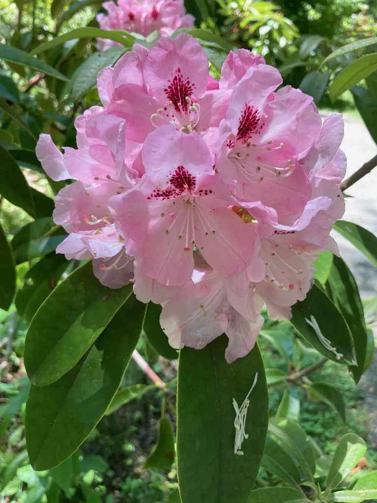 Photo of R. 'Lady of Belfield', Rhododendron Hybrid