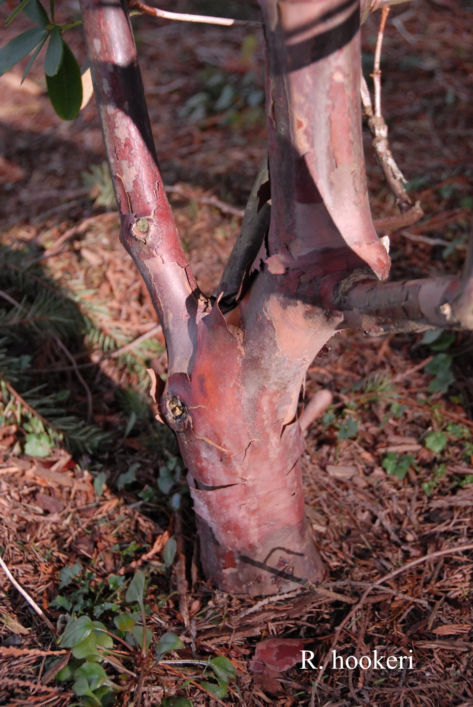 R. hookeri photo of R. hookeri. Bark. Location: Fearing's Farm Nursery, Abbotsford, BC, Canada. Photo by: Harold Fearing