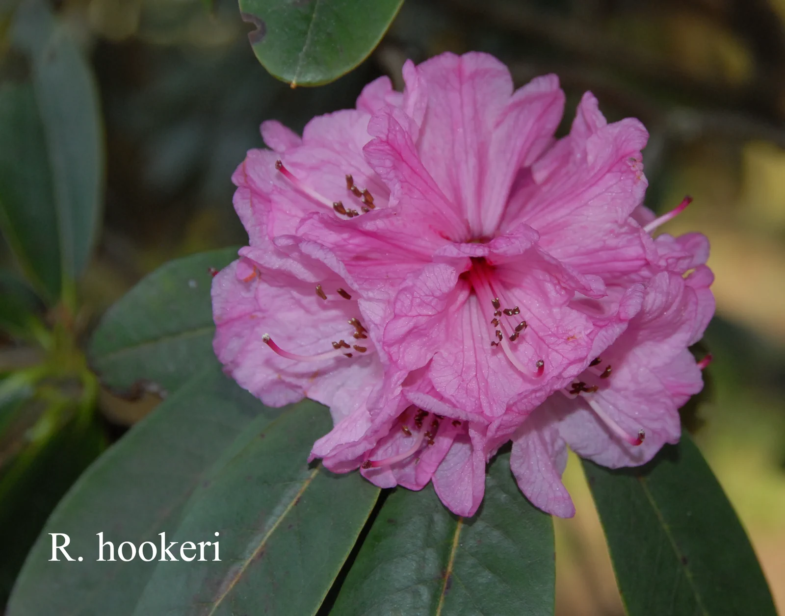 R. hookeri photo of R. hookeri. Location: Fearing's Farm Nursery, Abbotsford, BC, Canada. Photo by: Harold Fearing