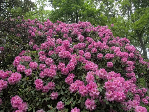 Photo of R. 'Sagamore Bayside', Rhododendron Hybrid