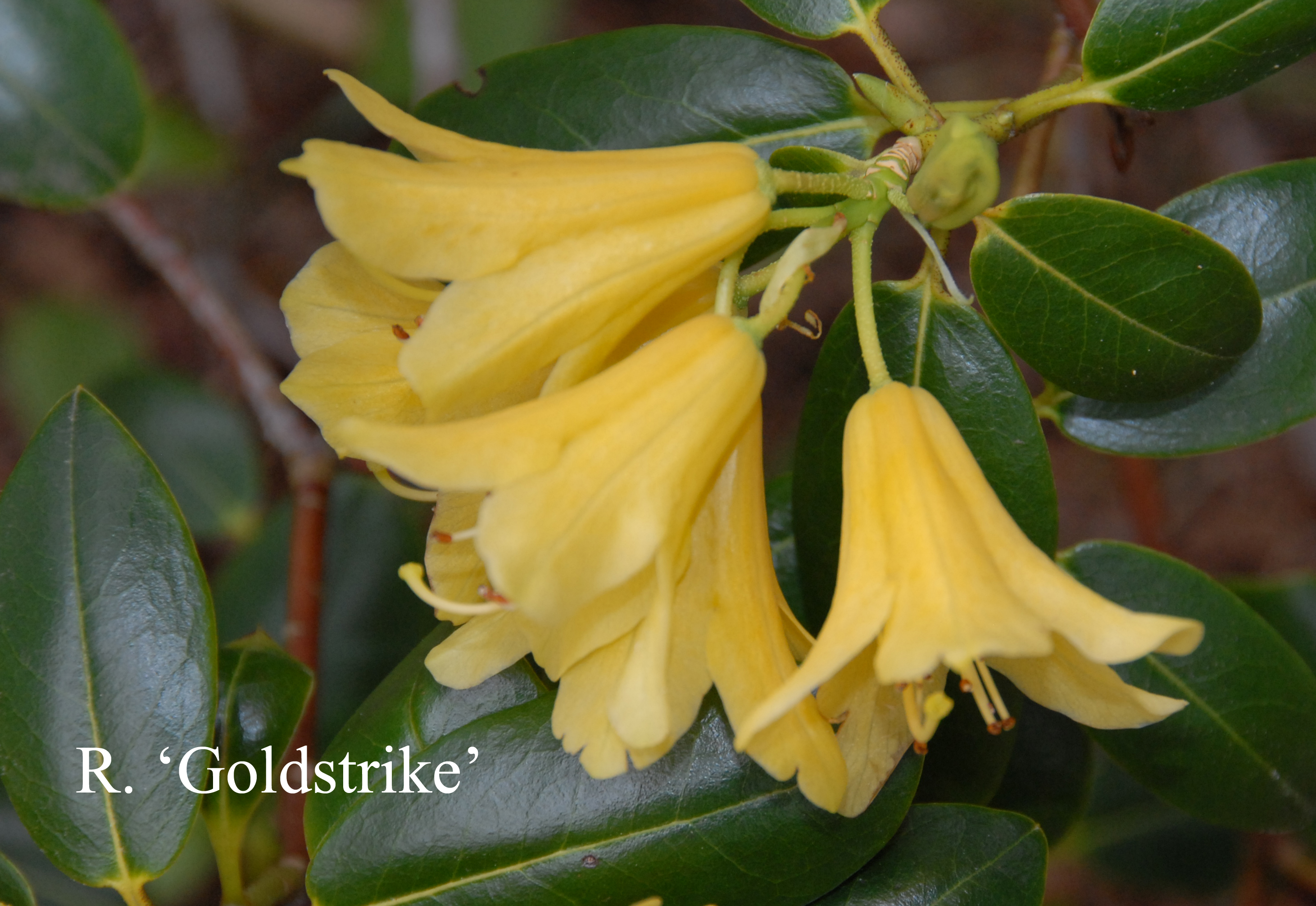 Rhododendron Goldstrike photo