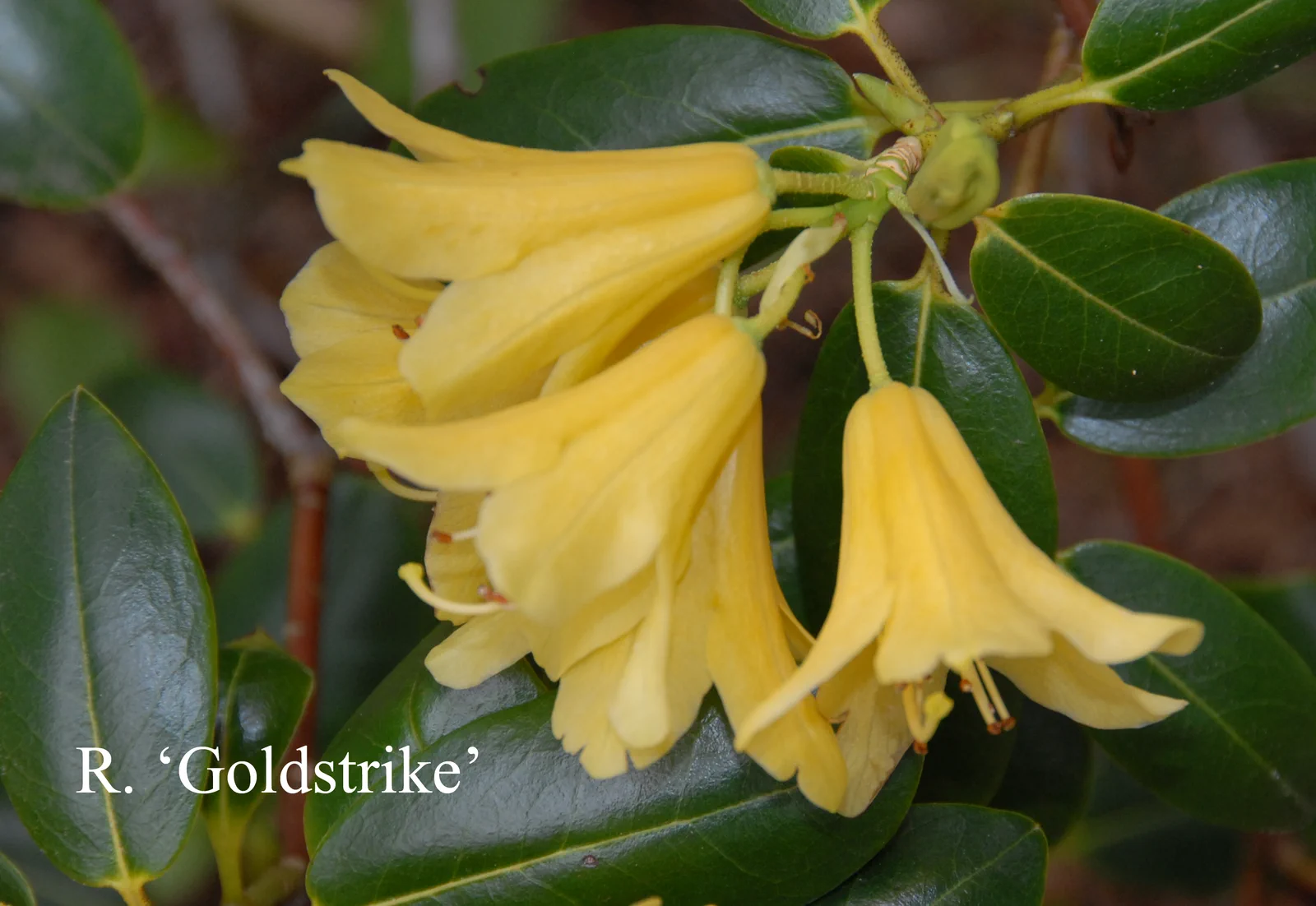 R. 'Goldstrike' photo of R. 'Goldstrike'. Location: Fearing's Farm Nursery, Abbotsford, BC, Canada. Photo by: Harold Fearing