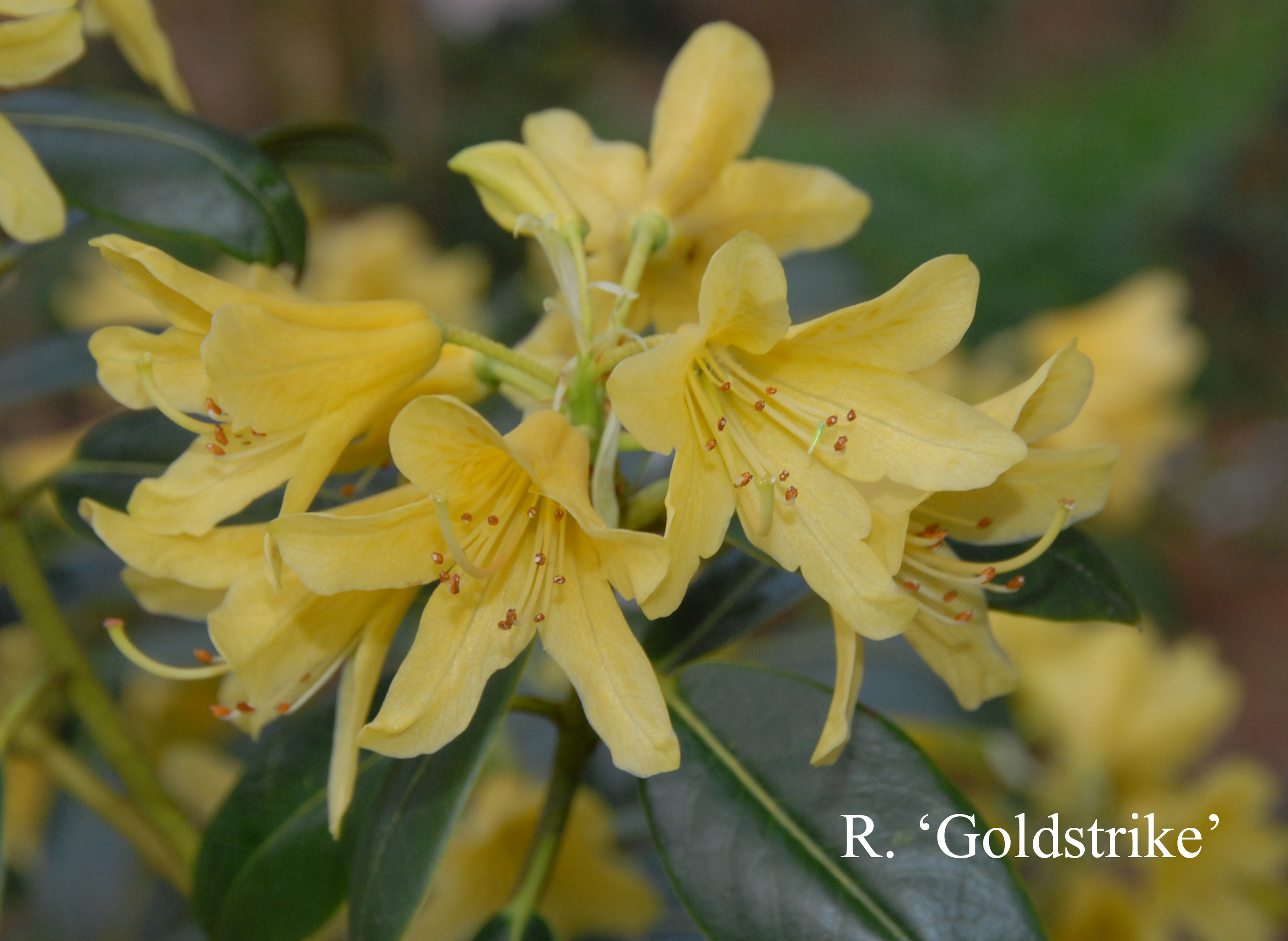 Rhododendron Goldstrike photo
