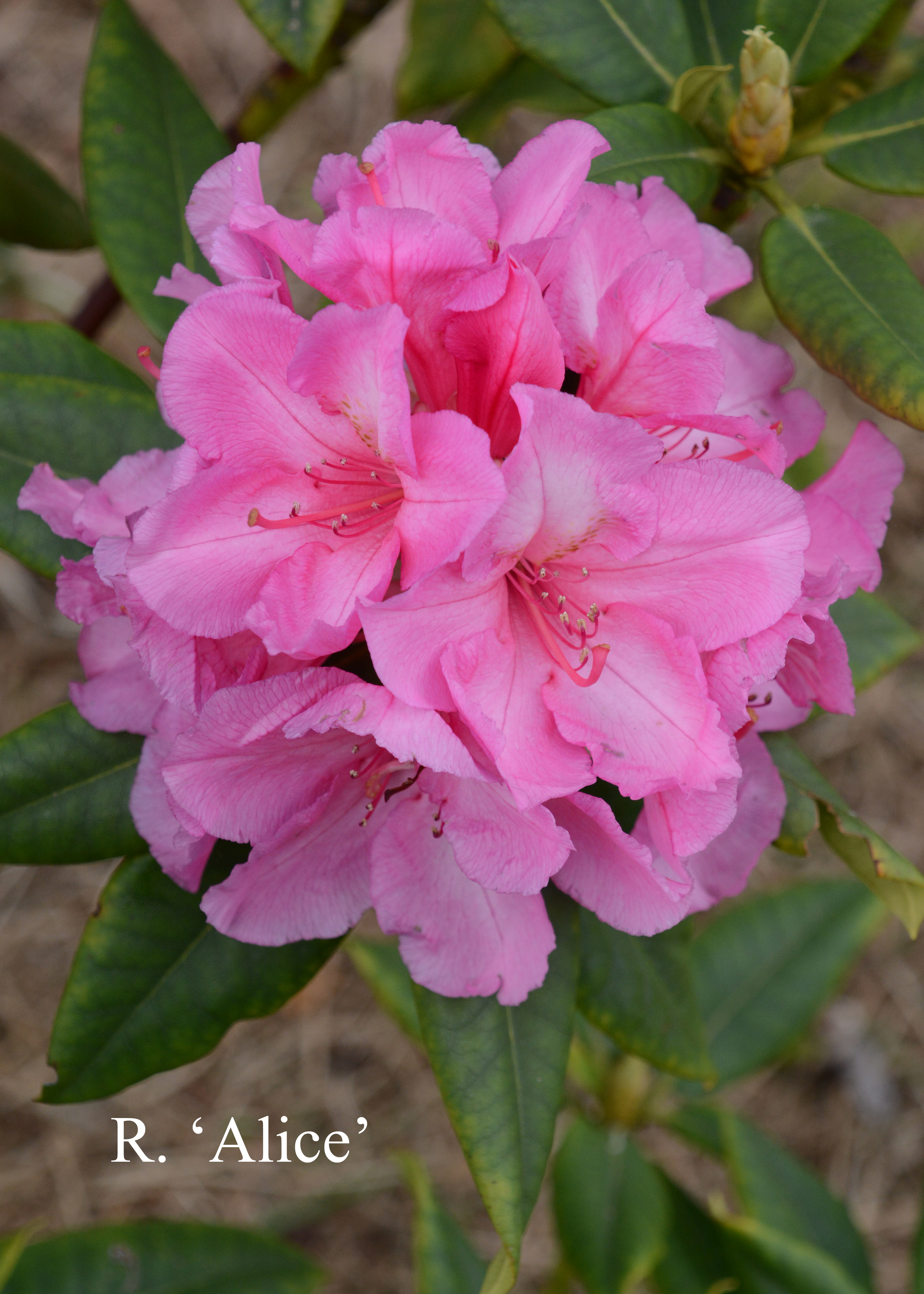 Rhododendron Alice photo