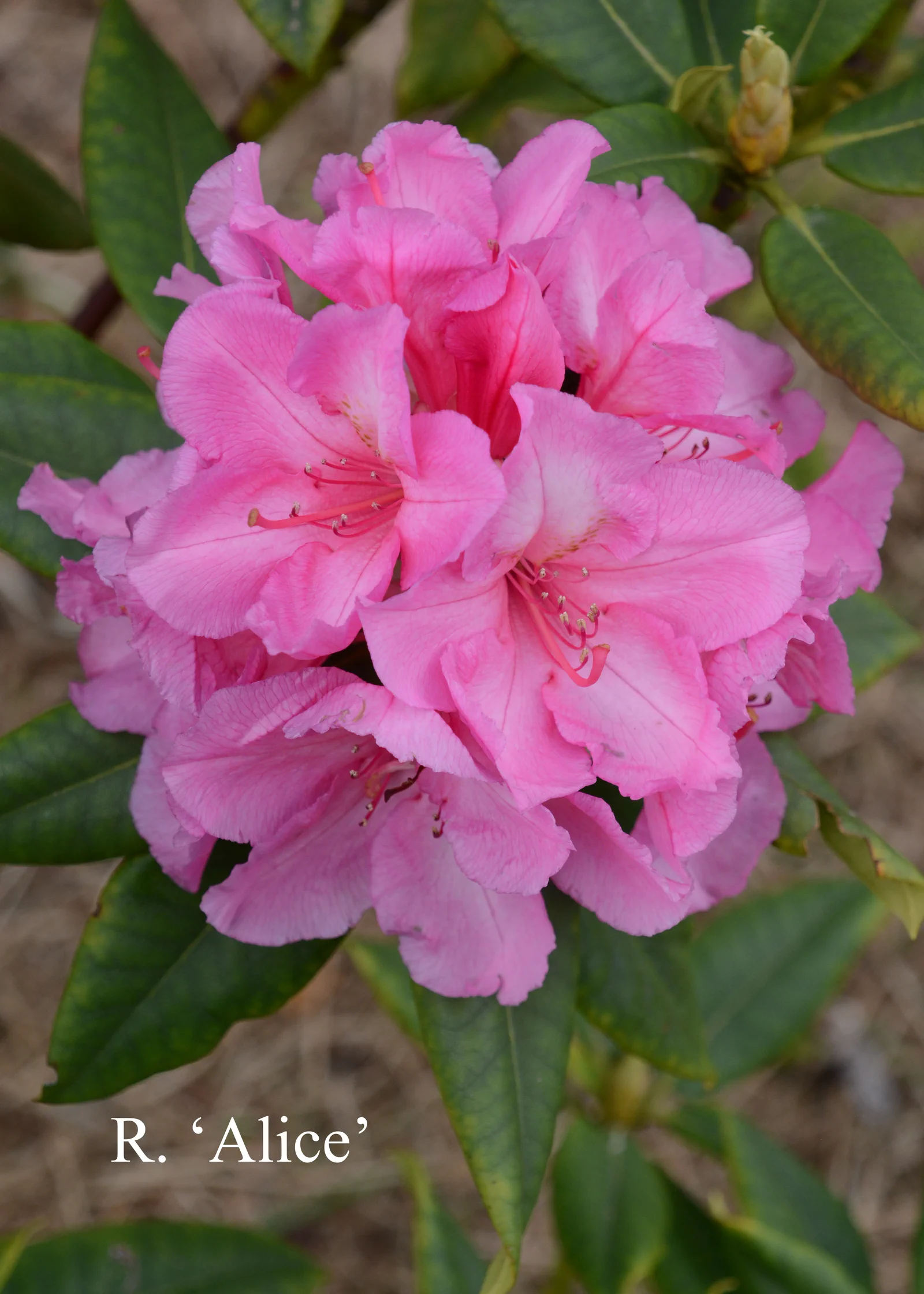 R. 'Alice' photo of R. 'Alice'. Location: Fearing's Farm Nursery, Abbotsford, BC, Canada. Photo by: Harold Fearing