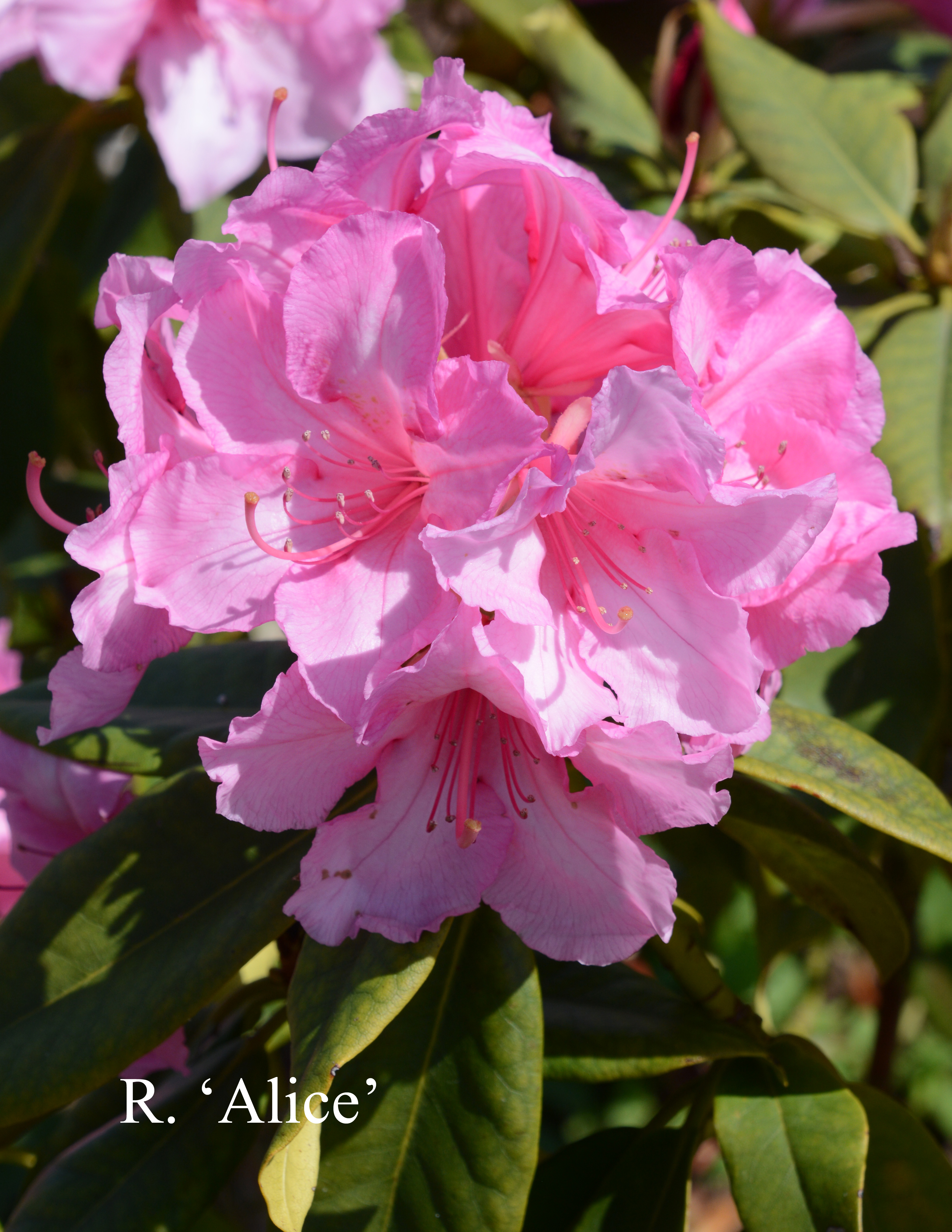 Rhododendron Alice photo
