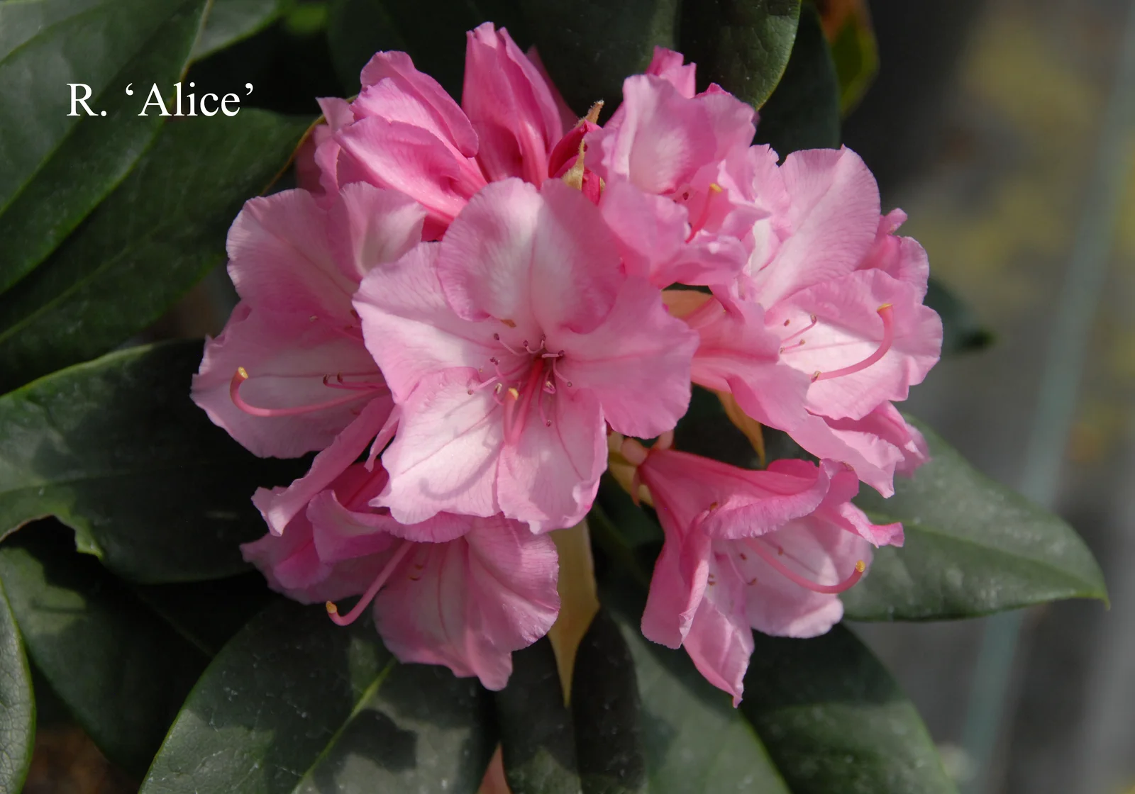 R. 'Alice' photo of R. 'Alice'. Location: Fearing's Farm Nursery, Abbotsford, BC, Canada. Photo by: Harold Fearing