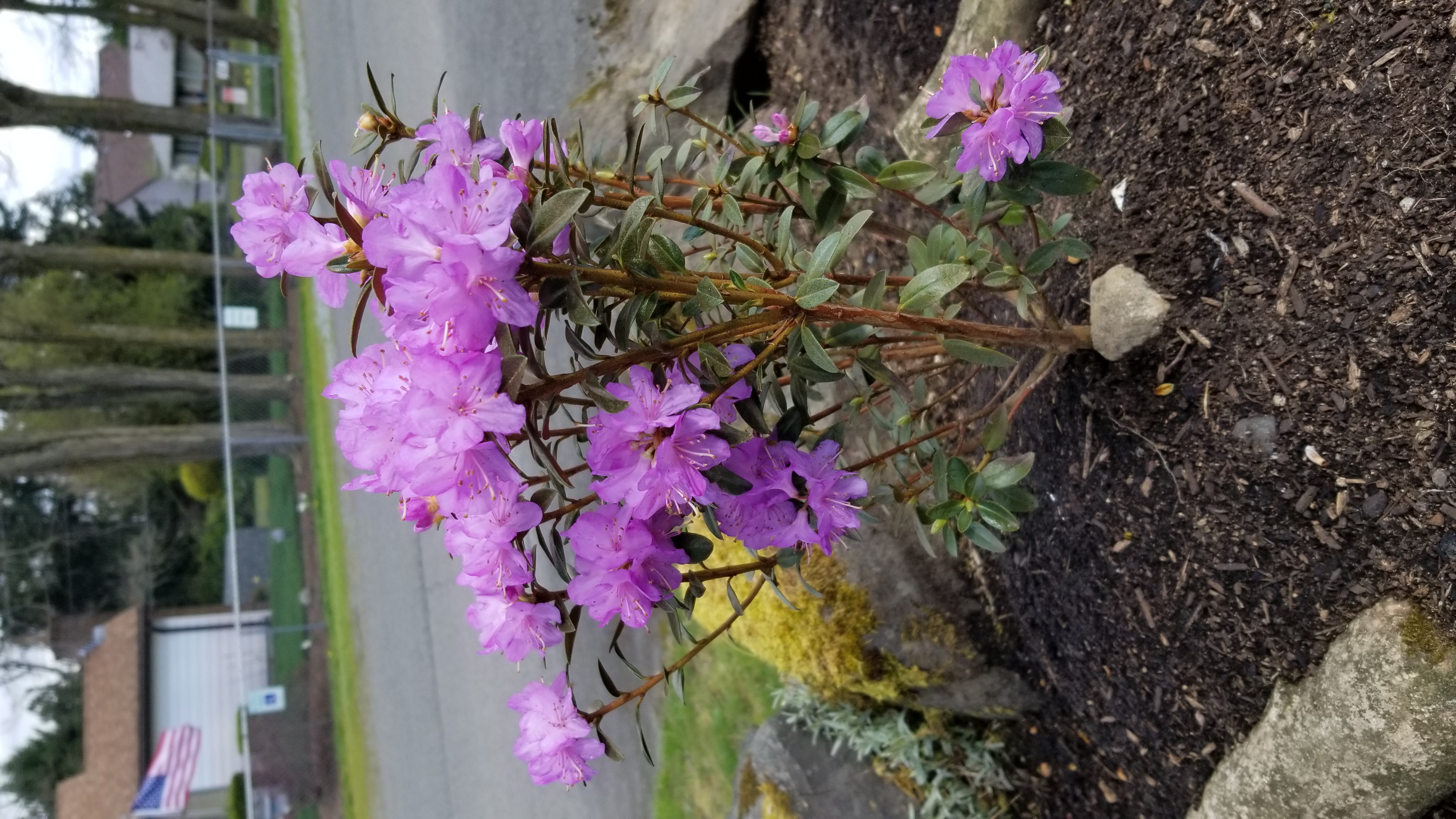 Rhododendron Barto Alpine photo