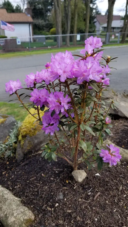 Photo of R. 'Barto Alpine', Rhododendron Hybrid