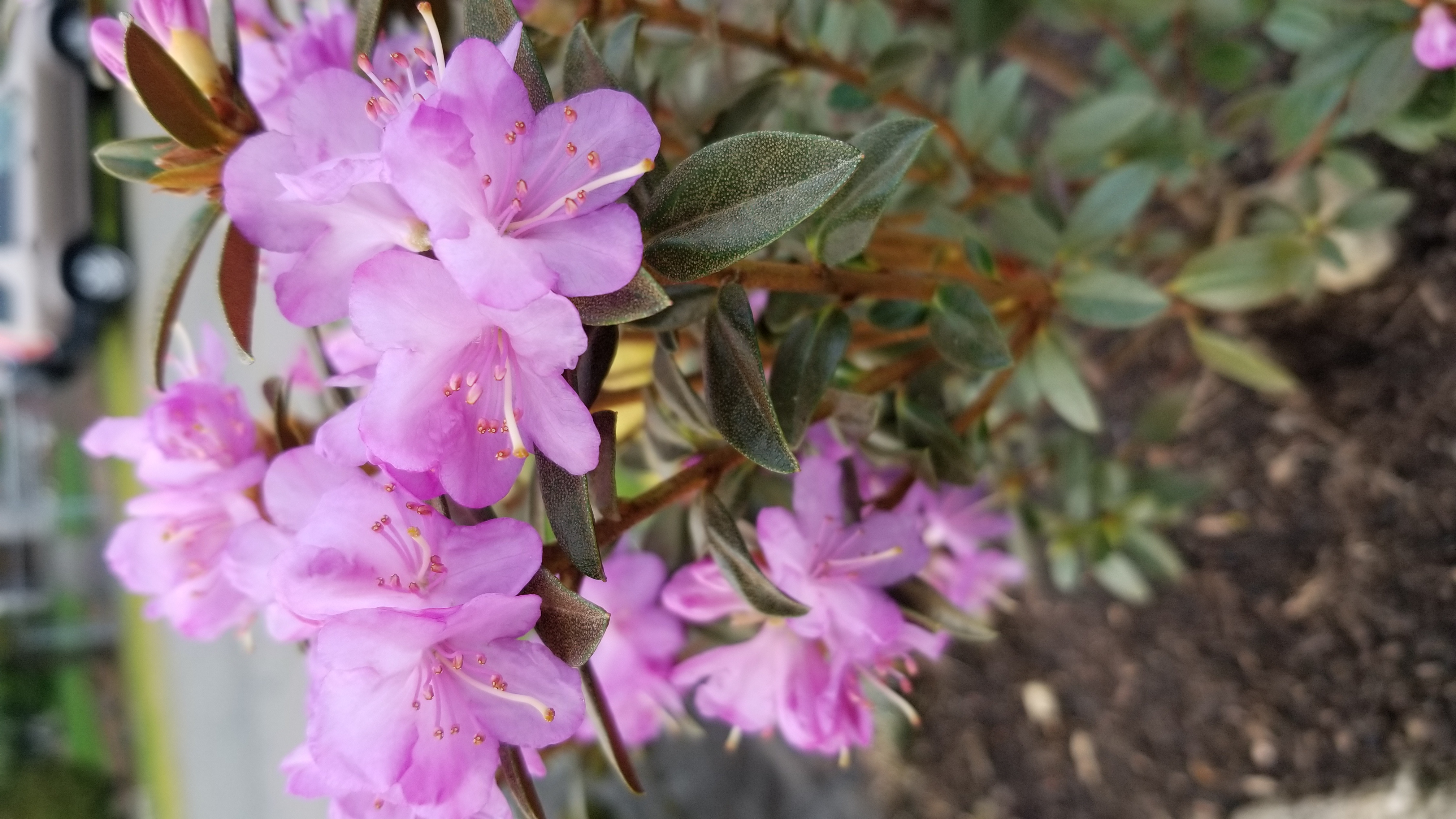 Rhododendron Barto Alpine photo