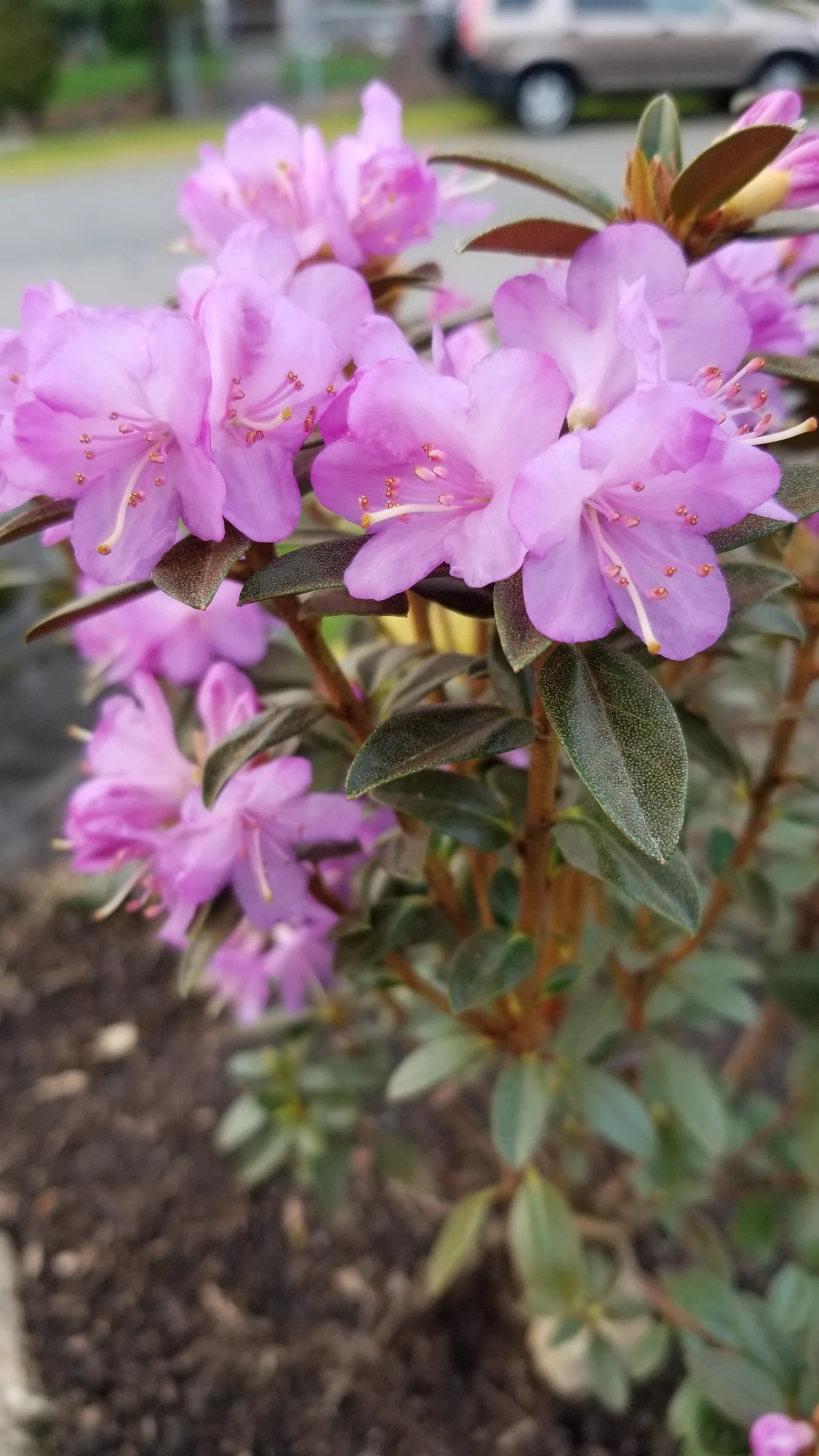 R. 'Barto Alpine' photo of R. 'Barto Alpine'. R. 'Barto Alpine' flowers and leaves.. Location: Private Garden Seatac, WA, USA. Photo by: Thatrhodylady