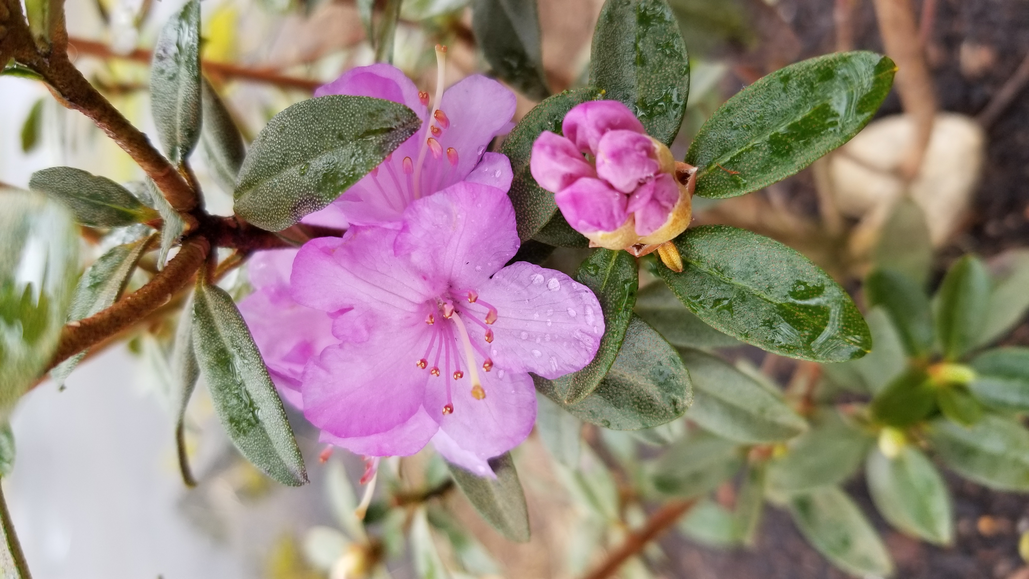 Rhododendron Barto Alpine photo