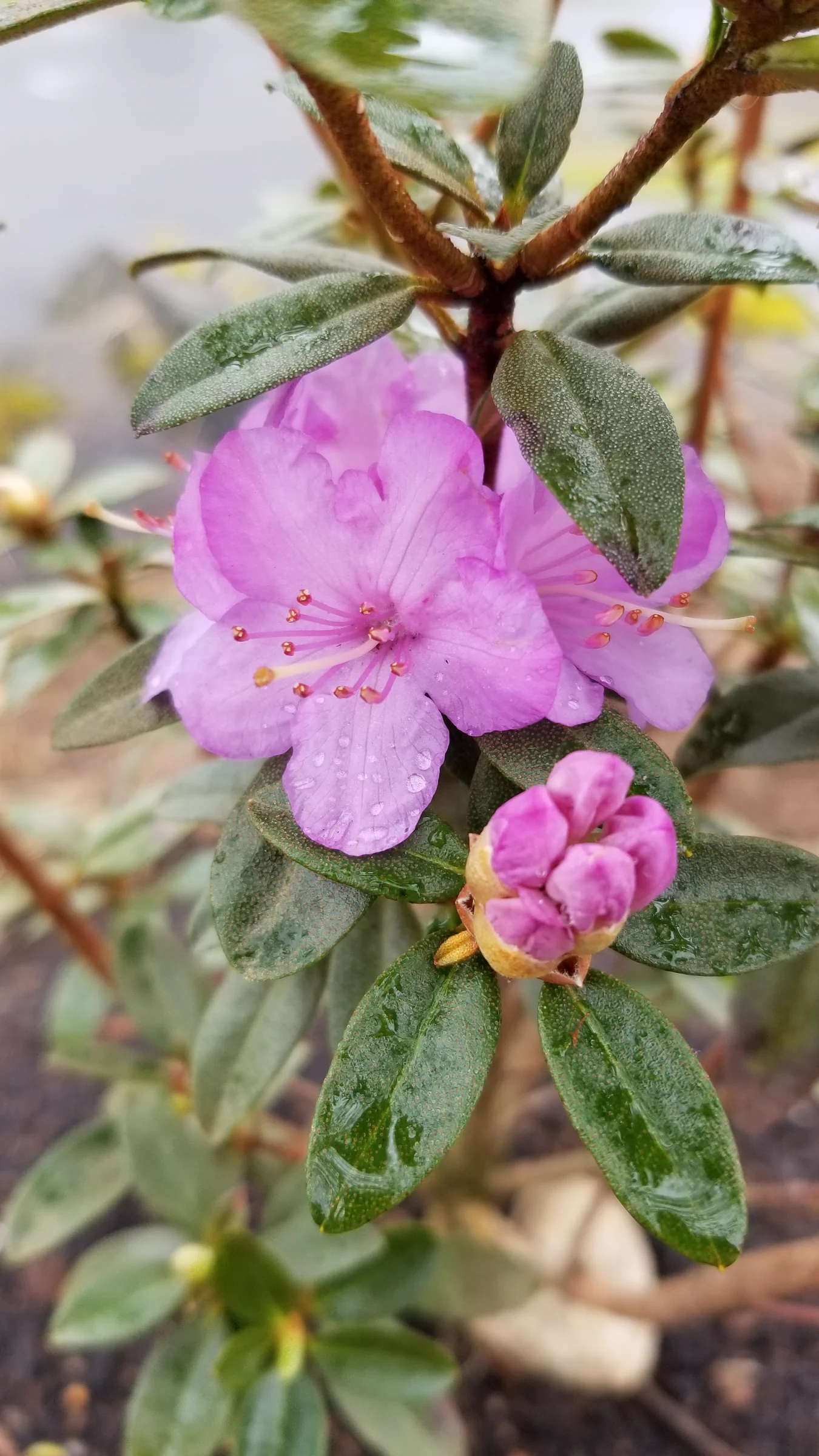R. 'Barto Alpine' photo of R. 'Barto Alpine'. R. 'Barto Alpine'. Location: Private Garden Seatac, WA, USA. Photo by: Thatrhodylady