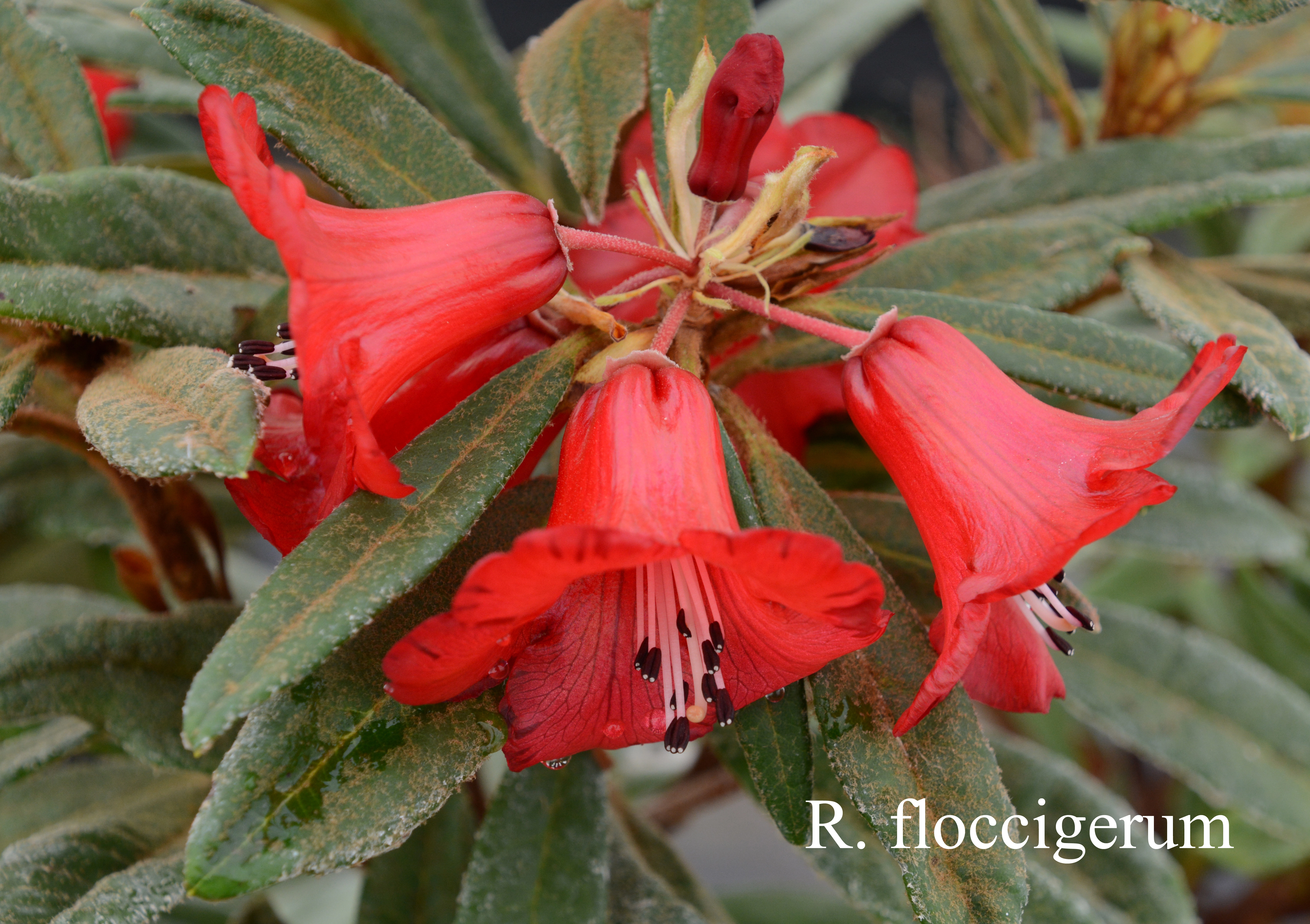Rhododendron floccigerum photo