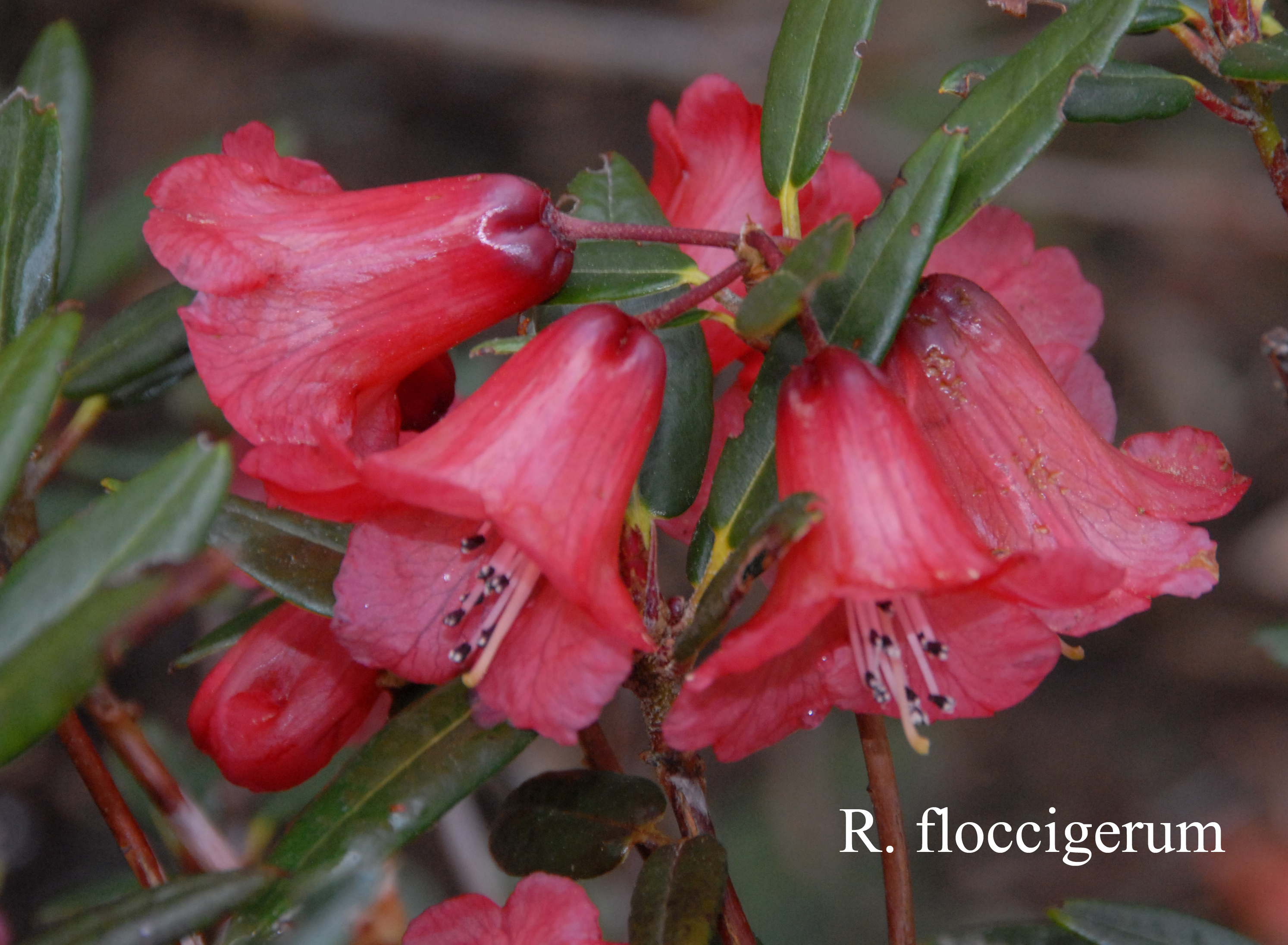 Rhododendron floccigerum photo