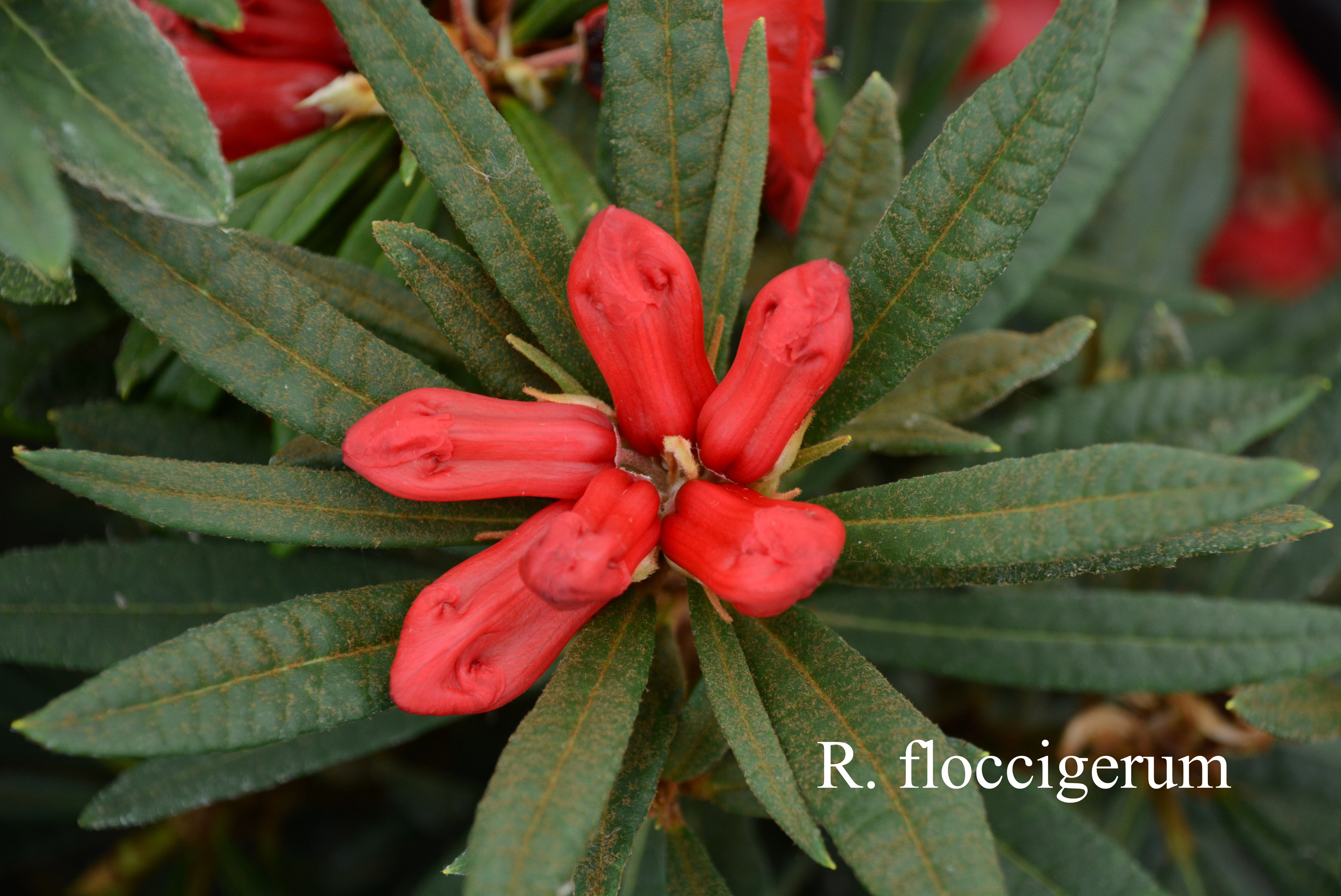 Rhododendron floccigerum photo
