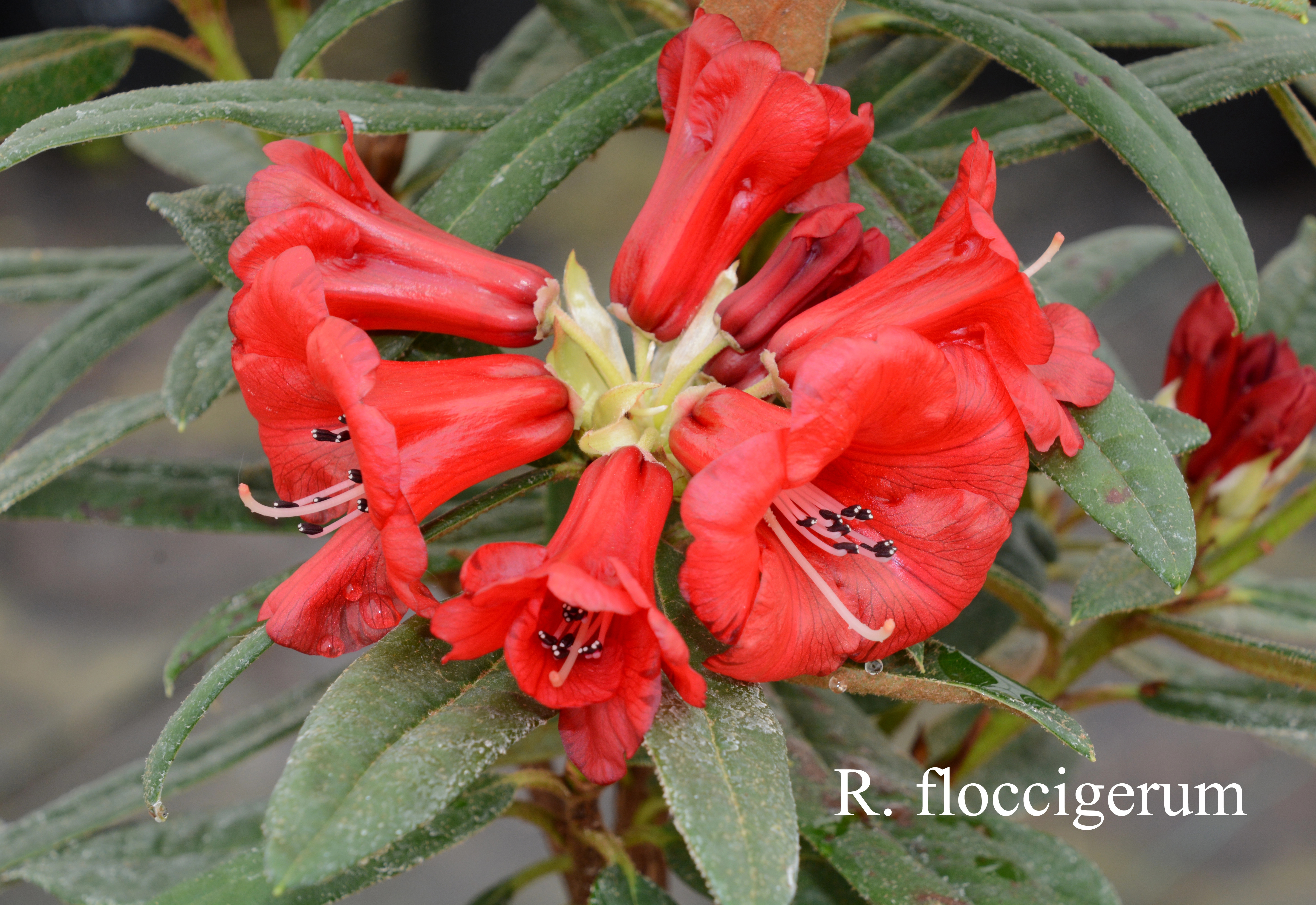 Rhododendron floccigerum photo