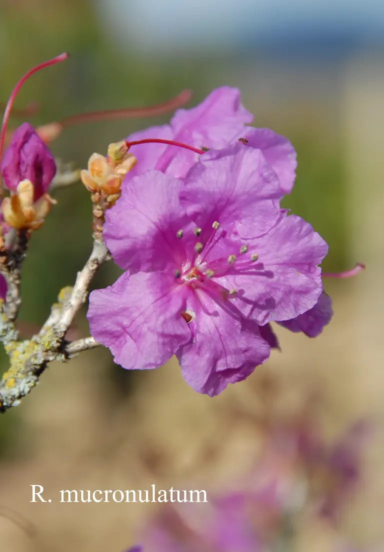 Photo of R. mucronulatum var mucronulatum, Species