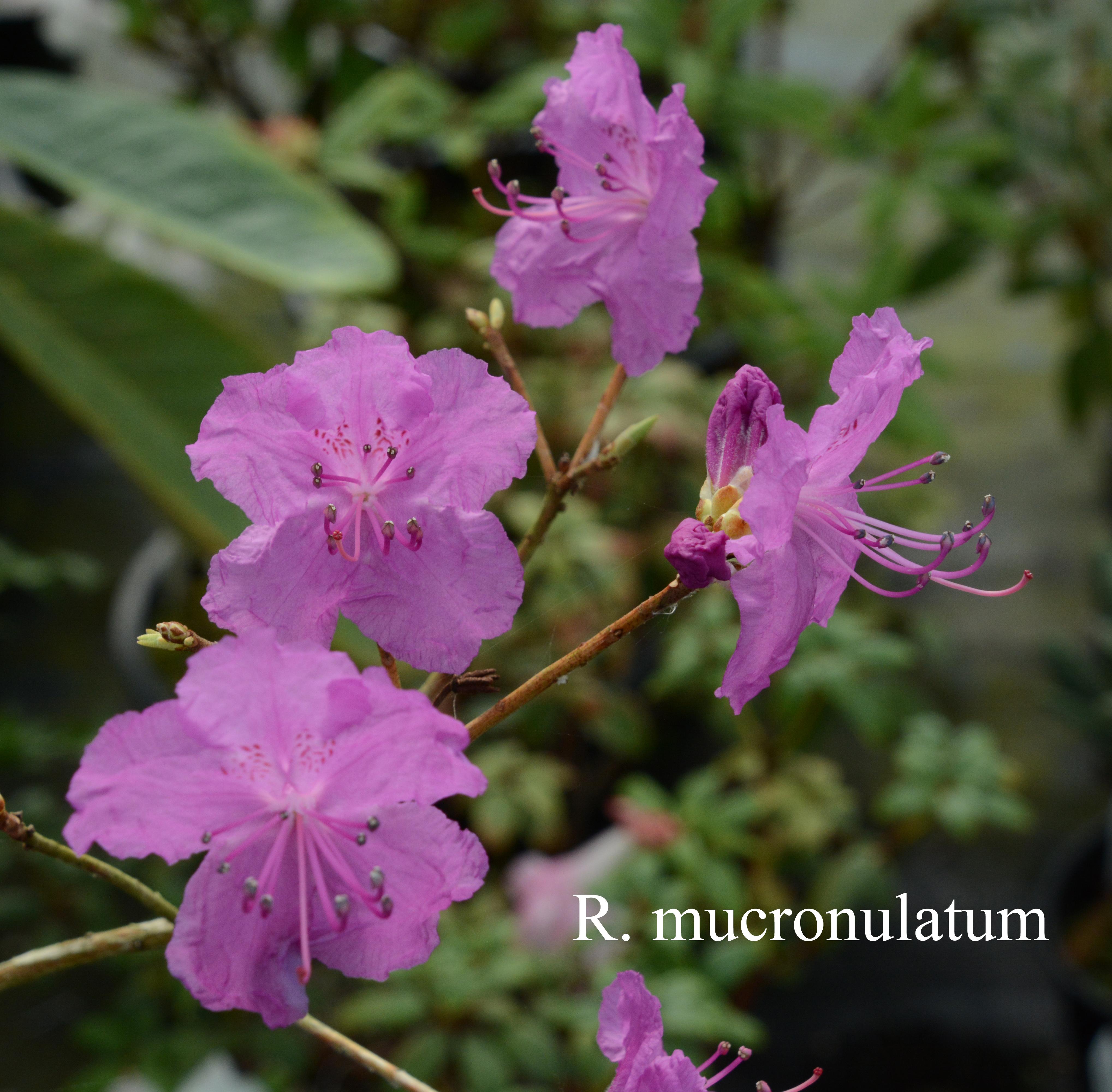 Rhododendron mucronulatum var mucronulatum photo