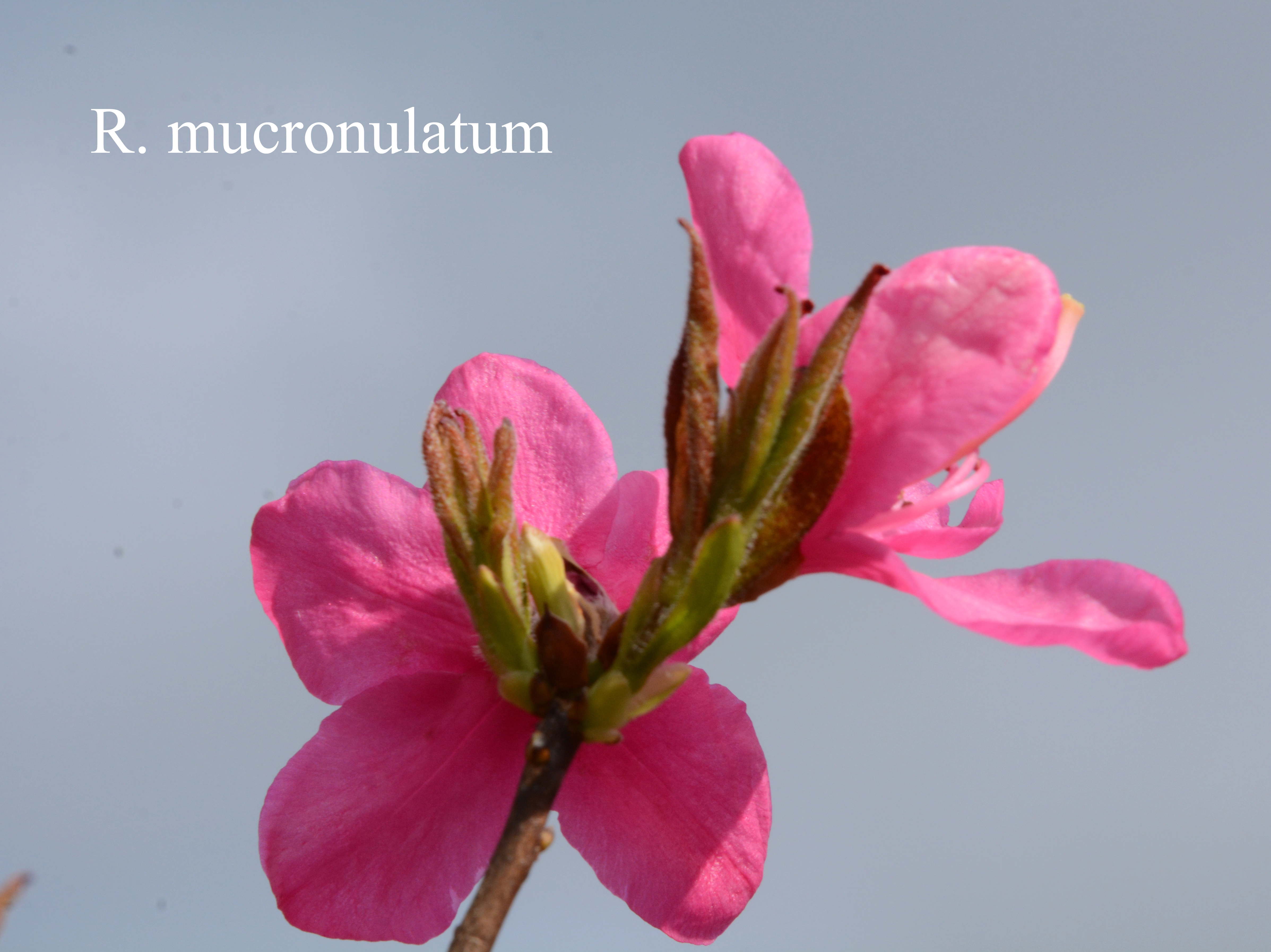 Rhododendron mucronulatum var mucronulatum photo