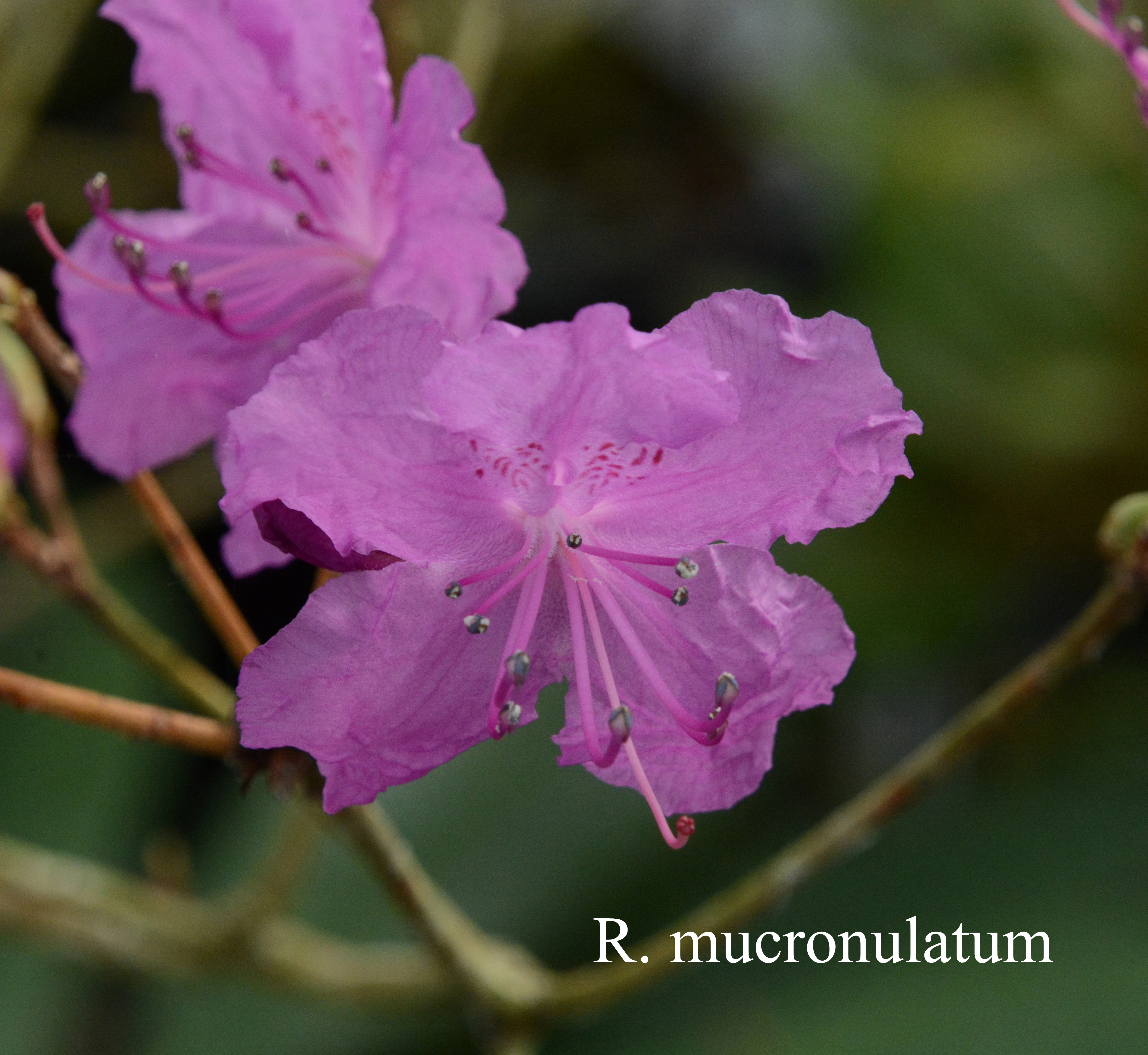 Rhododendron mucronulatum var mucronulatum photo