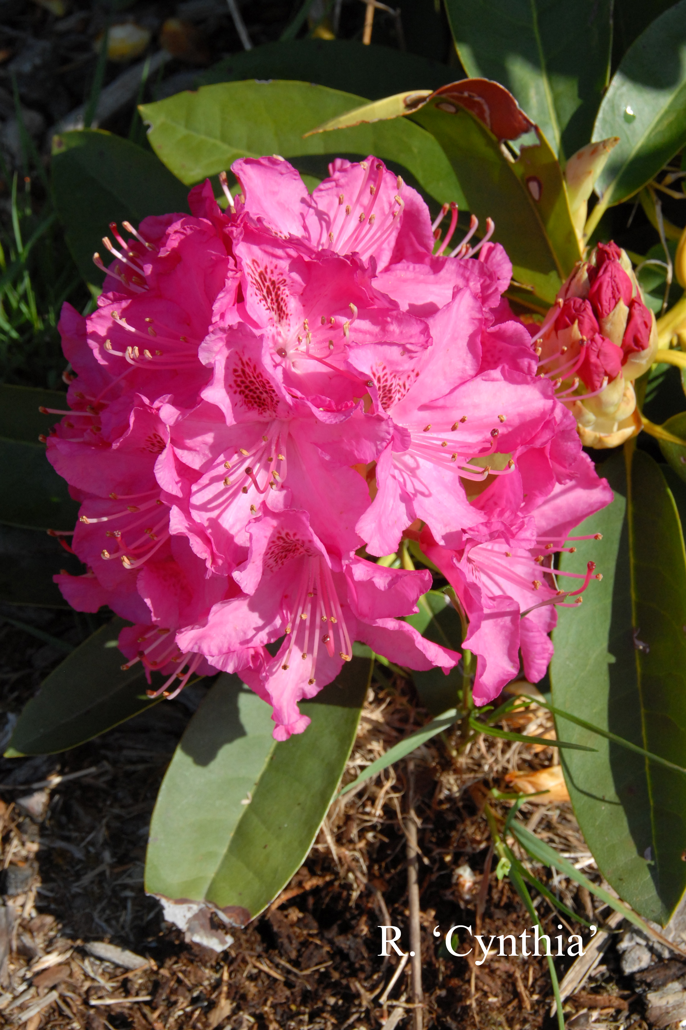 Rhododendron Cynthia photo