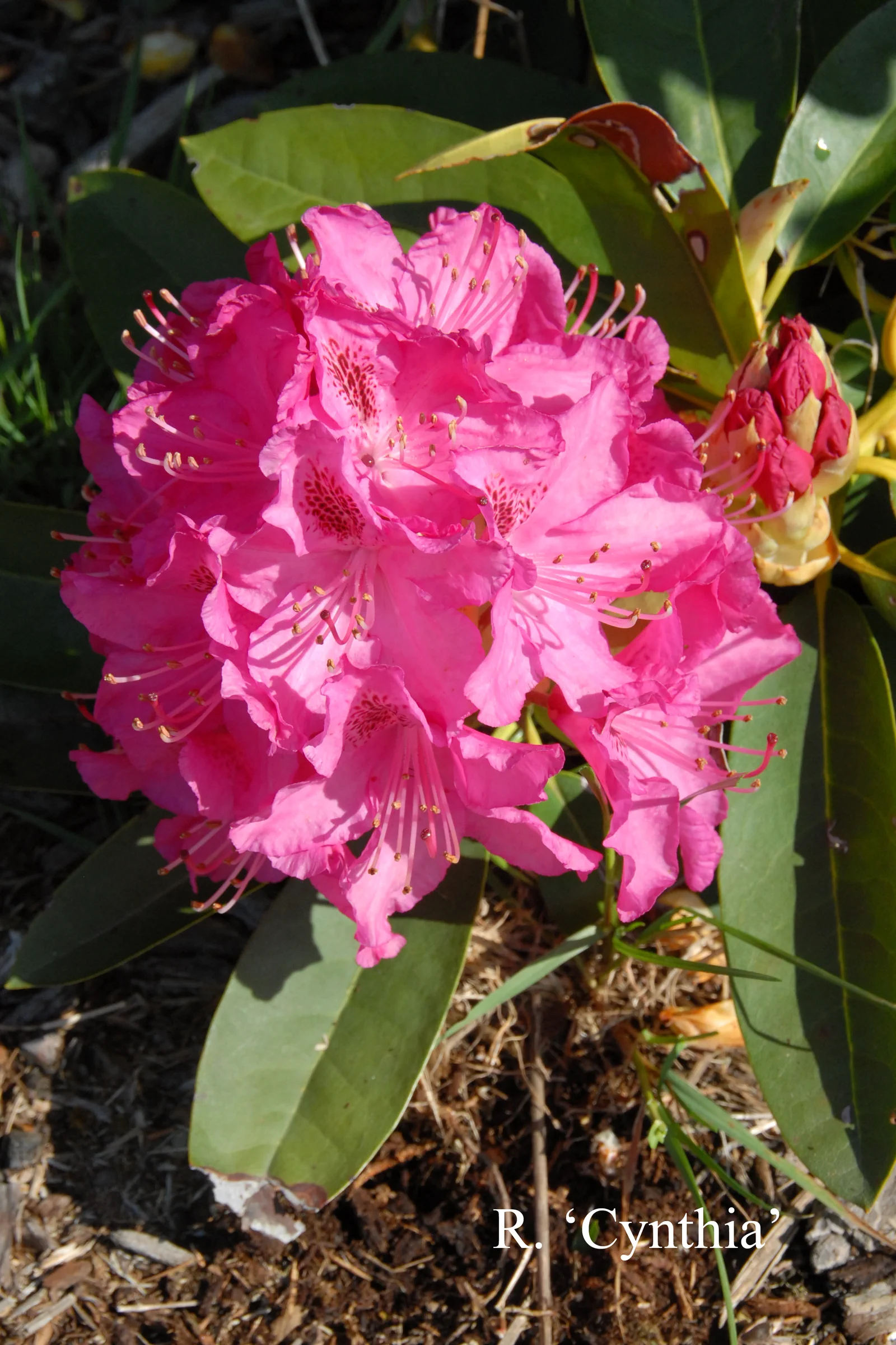 R. 'Cynthia' photo of R. 'Cynthia'. Location: Fearing's Farm Nursery, Abbotsford, BC, Canada. Photo by: Harold Fearing