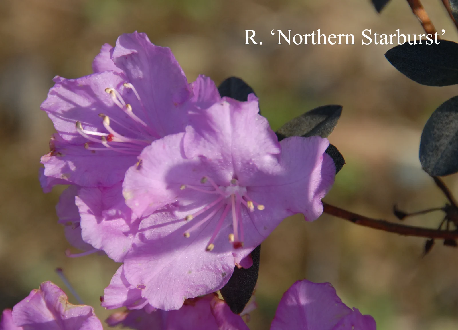 R. 'Northern Starburst' photo of R. 'Northern Starburst'. Location: Fearing's Farm Nursery, Abbotsford, BC, Canada. Photo by: Harold Fearing