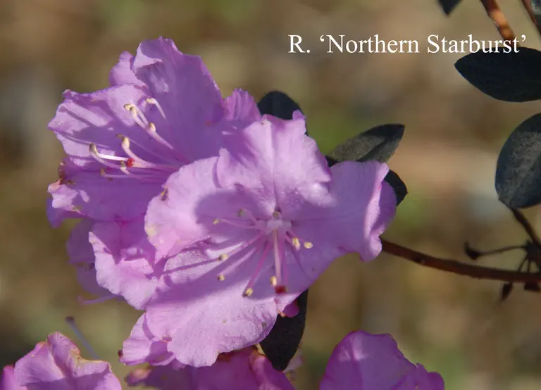 Photo of R. 'Northern Starburst', Rhododendron Hybrid