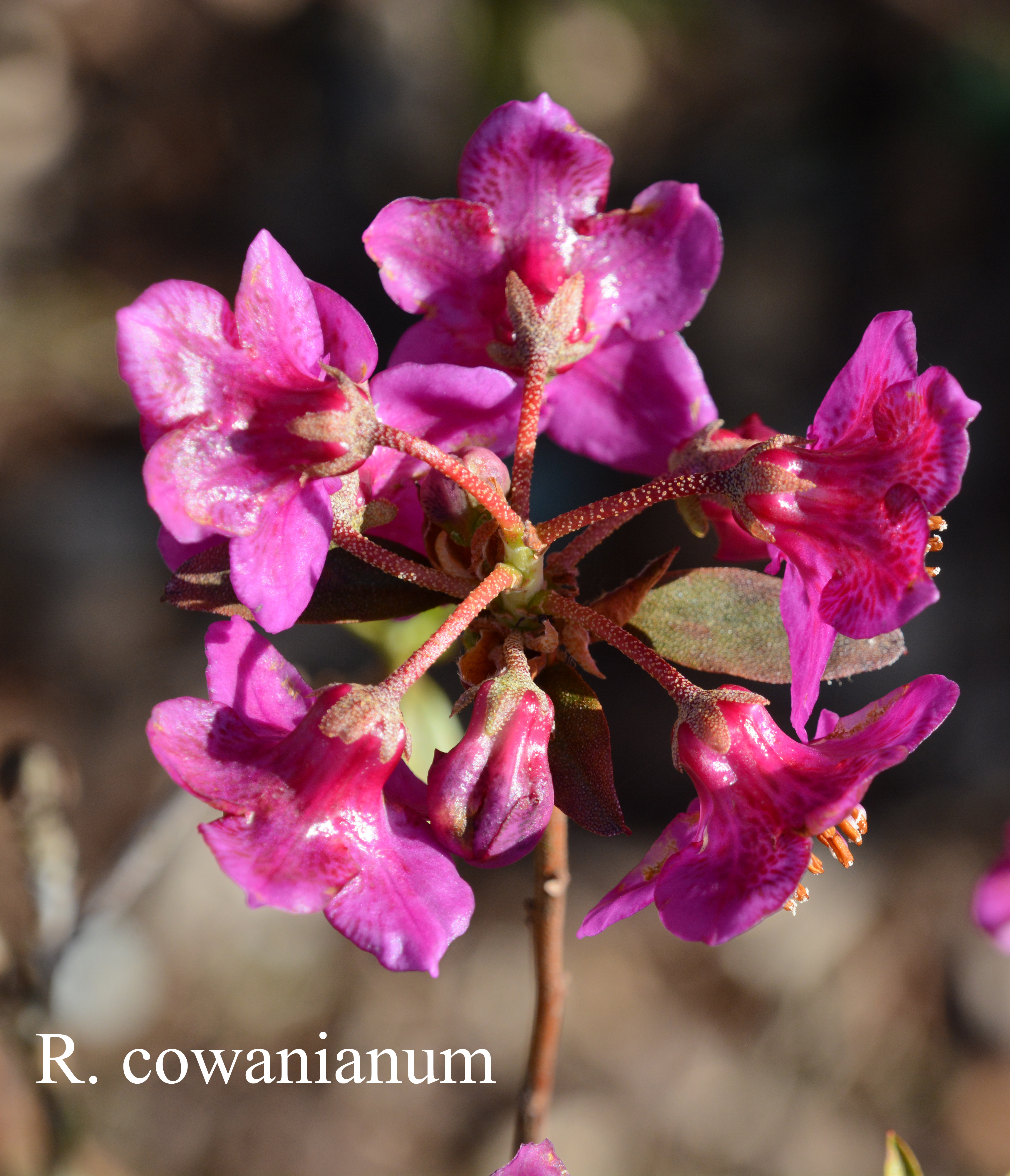Rhododendron cowanianum photo