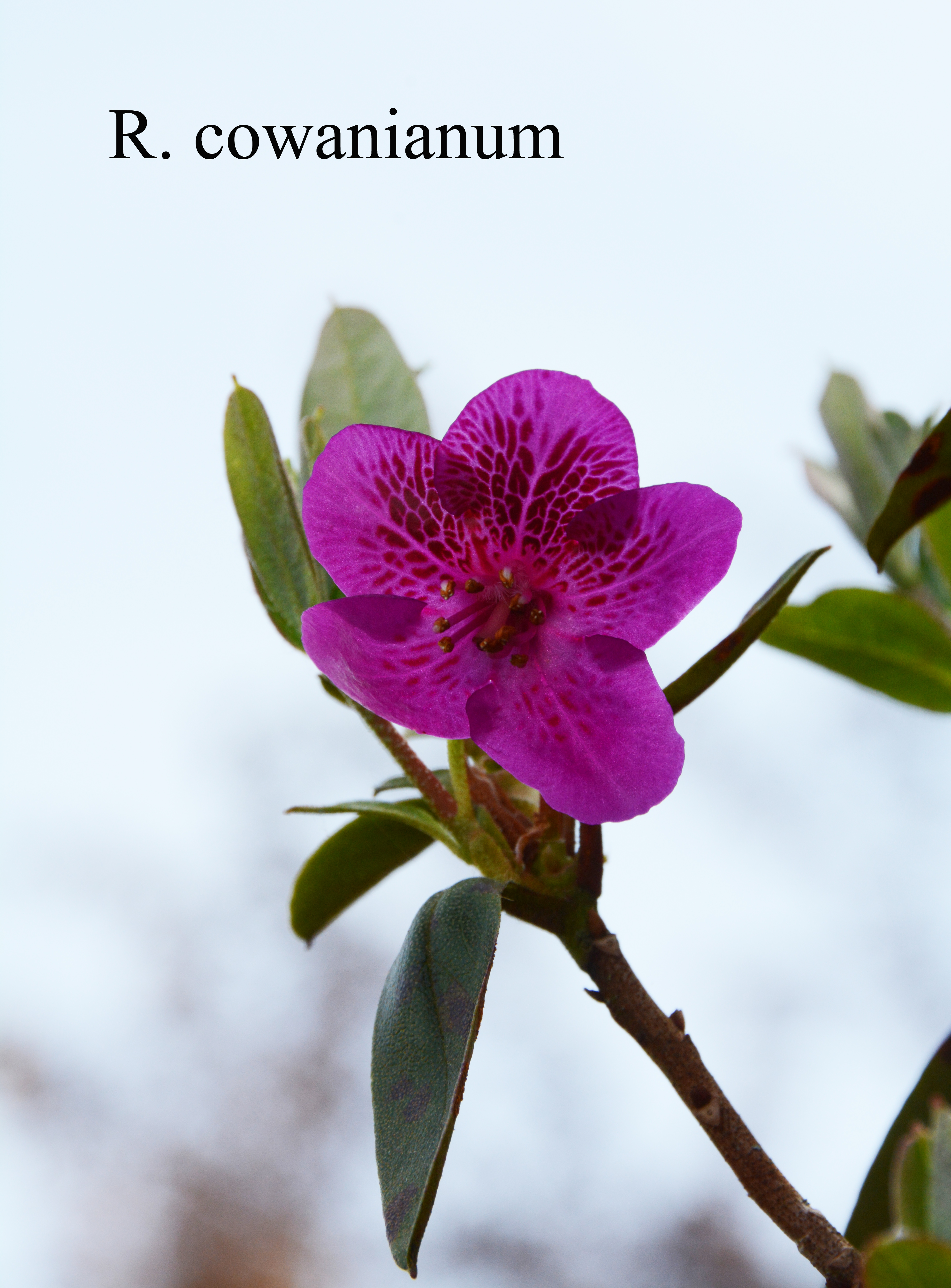 Rhododendron cowanianum photo
