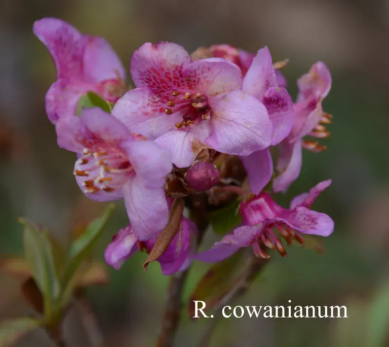 Photo of R. cowanianum, Species