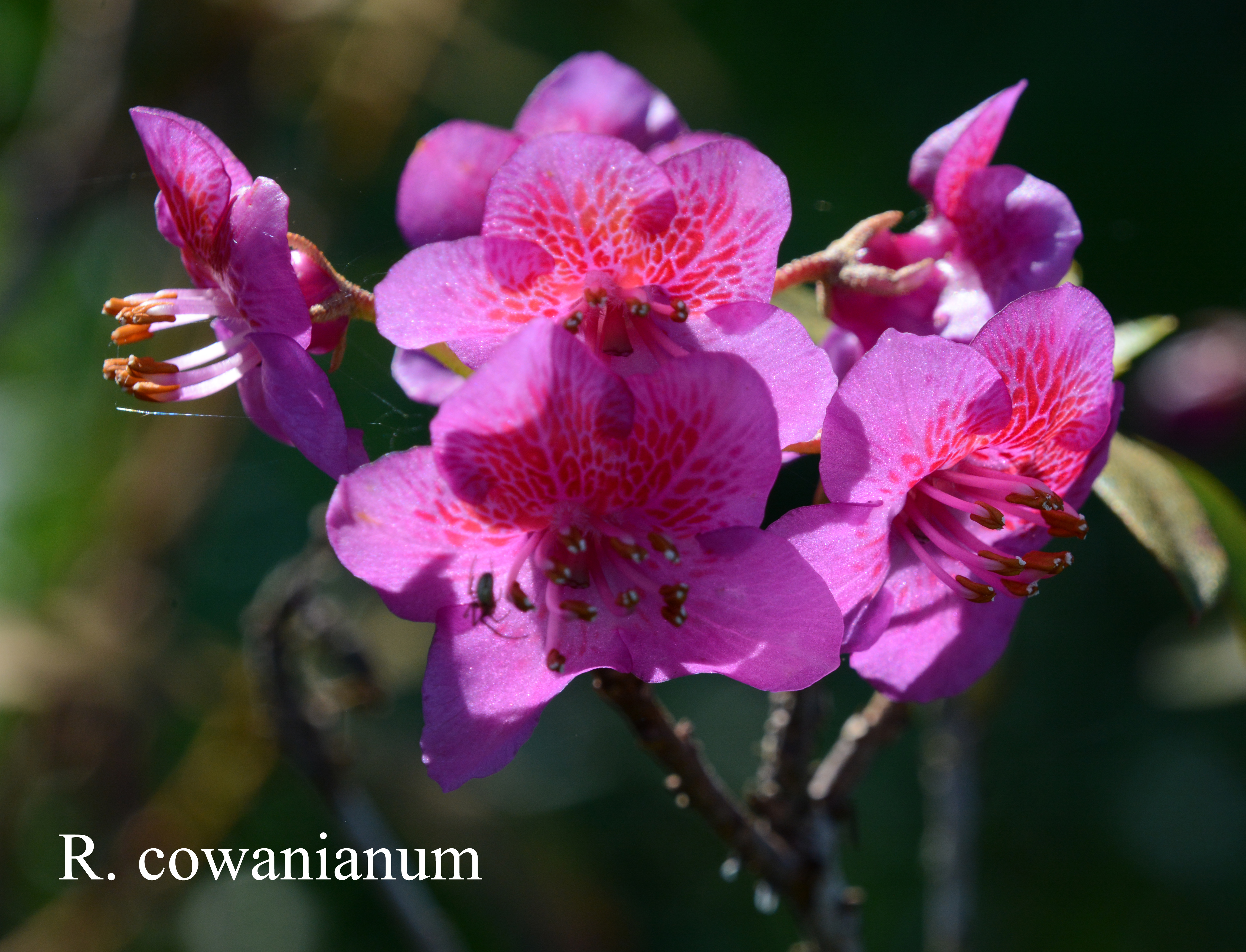 Rhododendron cowanianum photo