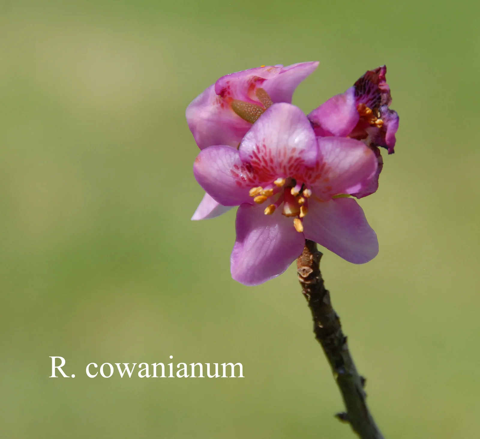 R. cowanianum photo of R. cowanianum. Location: Fearing's Farm Nursery, Abbotsford, BC, Canada. Photo by: Harold Fearing