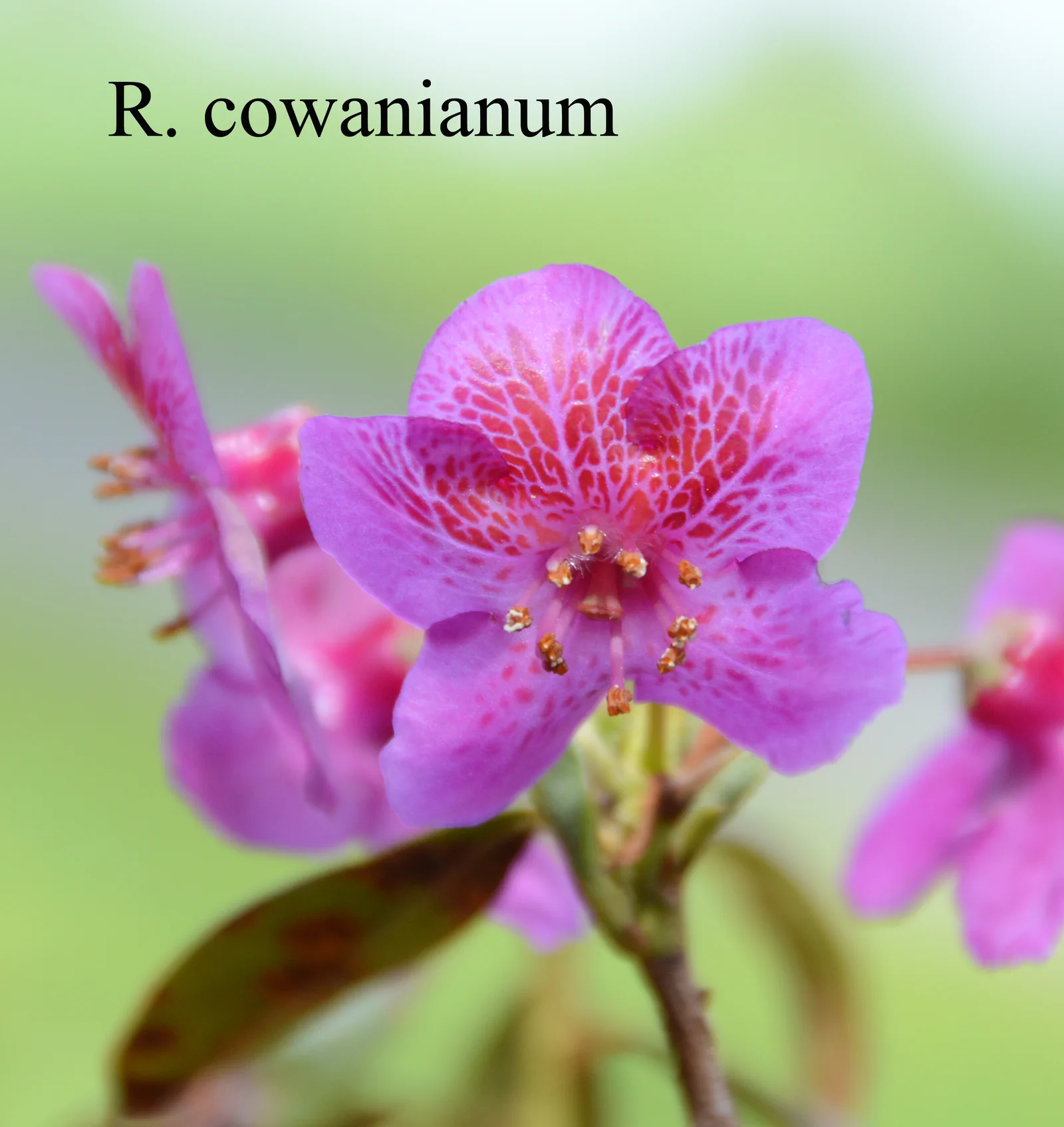 R. cowanianum photo of R. cowanianum. Location: Fearing's Farm Nursery, Abbotsford, BC, Canada. Photo by: Harold Fearing