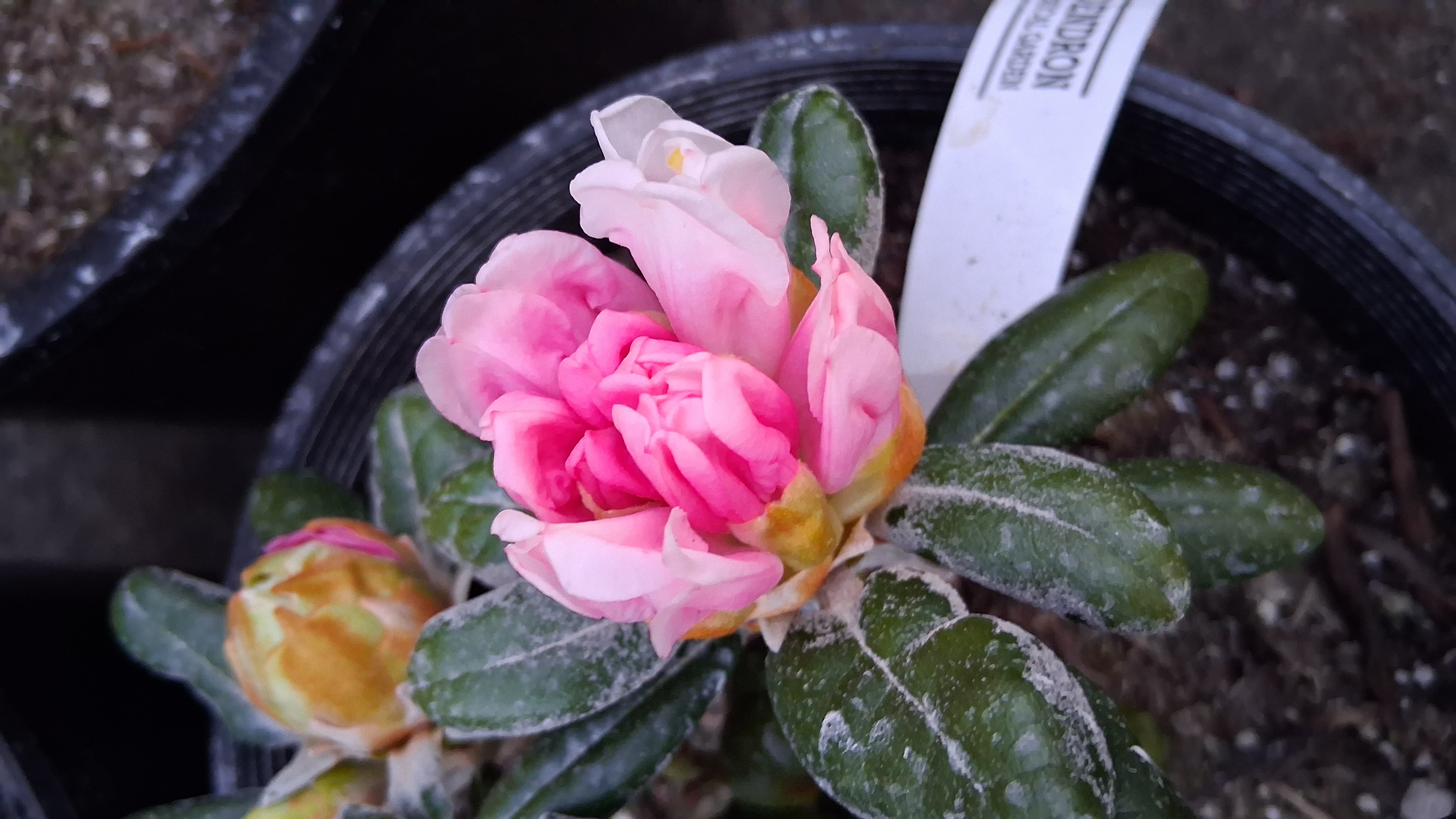 Rhododendron Exbury Yakushimanum photo