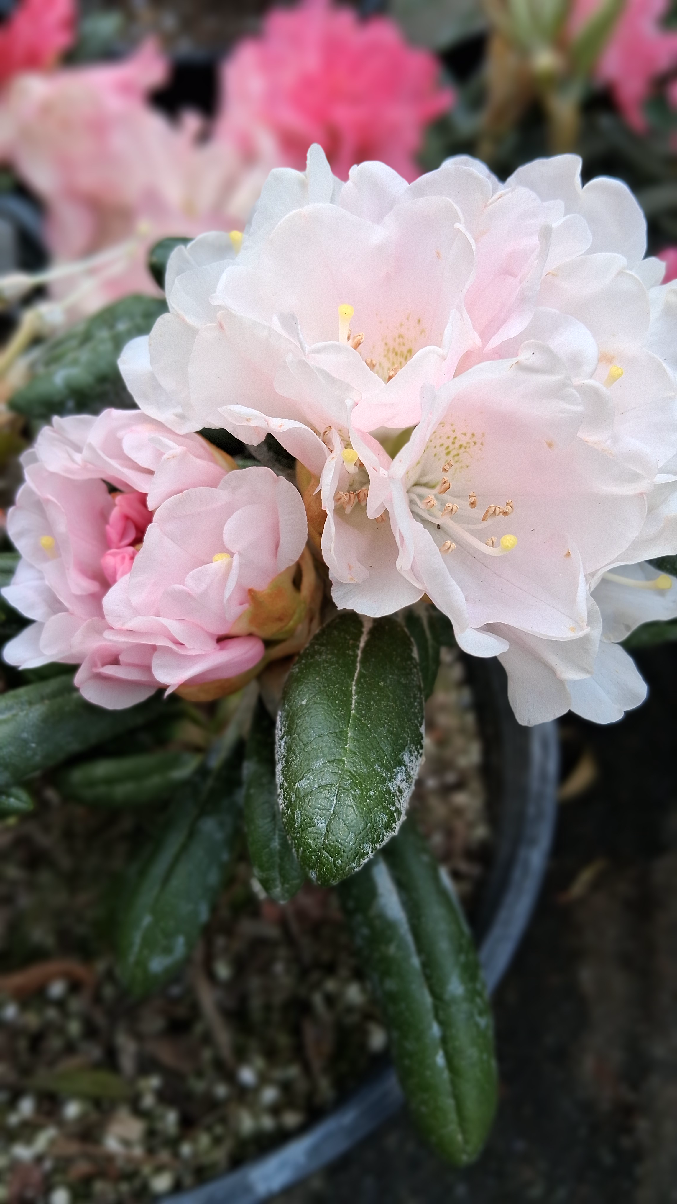 Rhododendron Exbury Yakushimanum photo