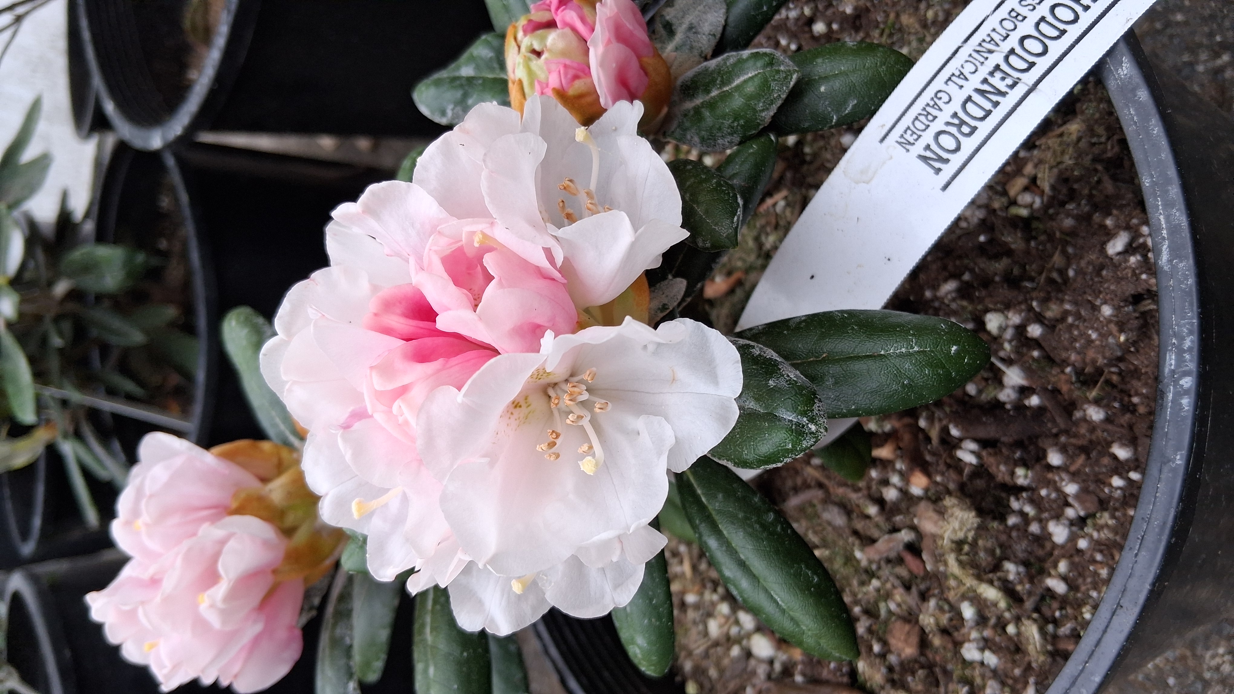 Rhododendron Exbury Yakushimanum photo