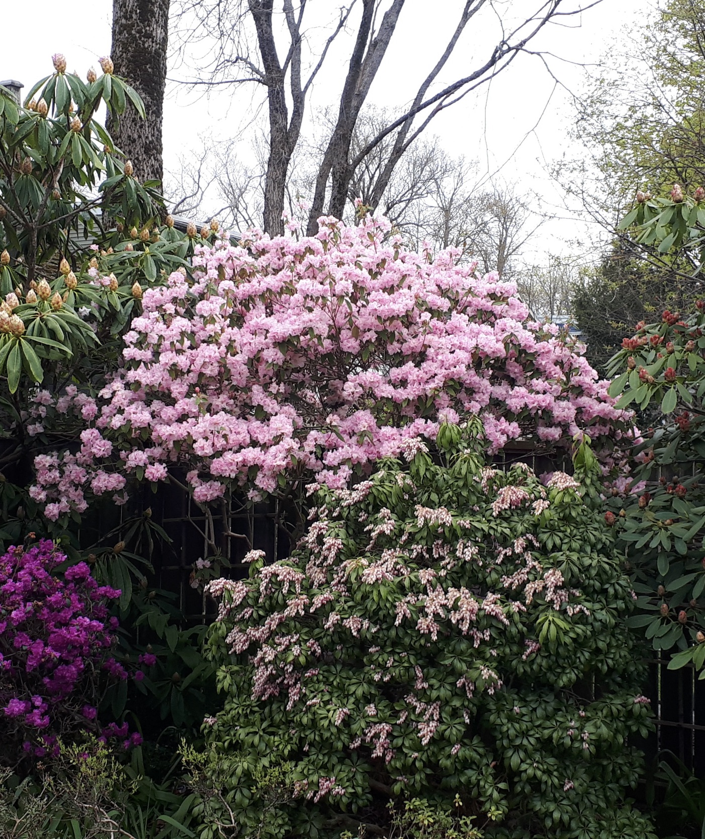 Rhododendron Malta photo