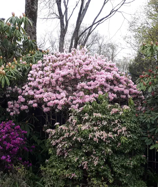 Photo of R. 'Malta', Rhododendron Hybrid