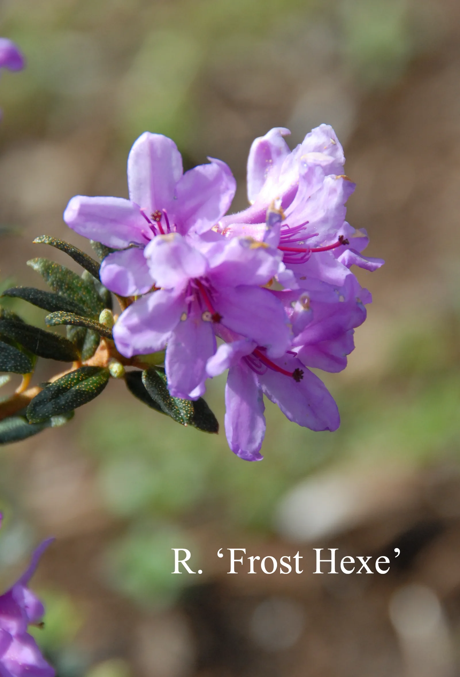 R. 'Frosthexe' photo of R. 'Frosthexe'. Location: Fearing's Farm Nursery, Abbotsford, BC, Canada. Photo by: Harold Fearing