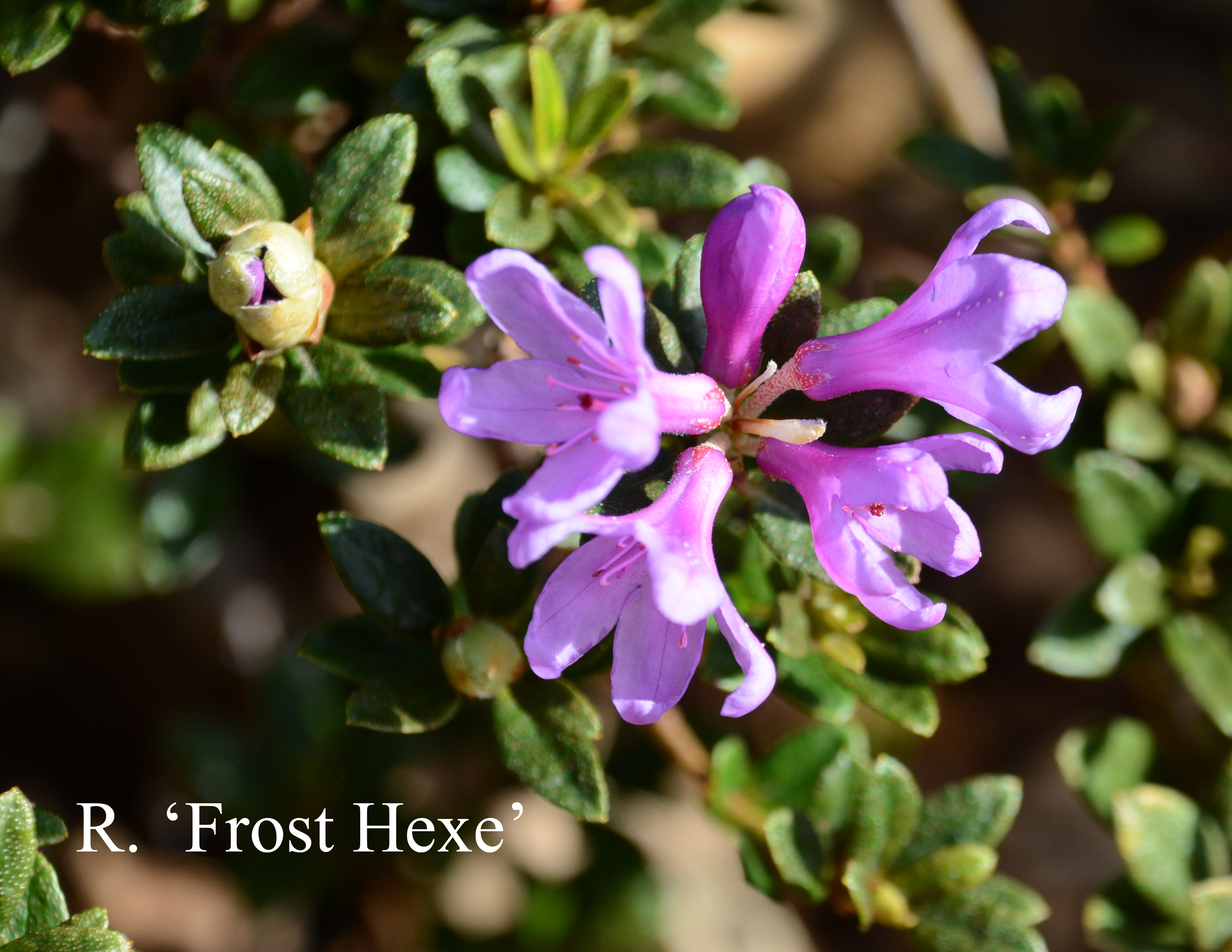 Rhododendron Frosthexe photo