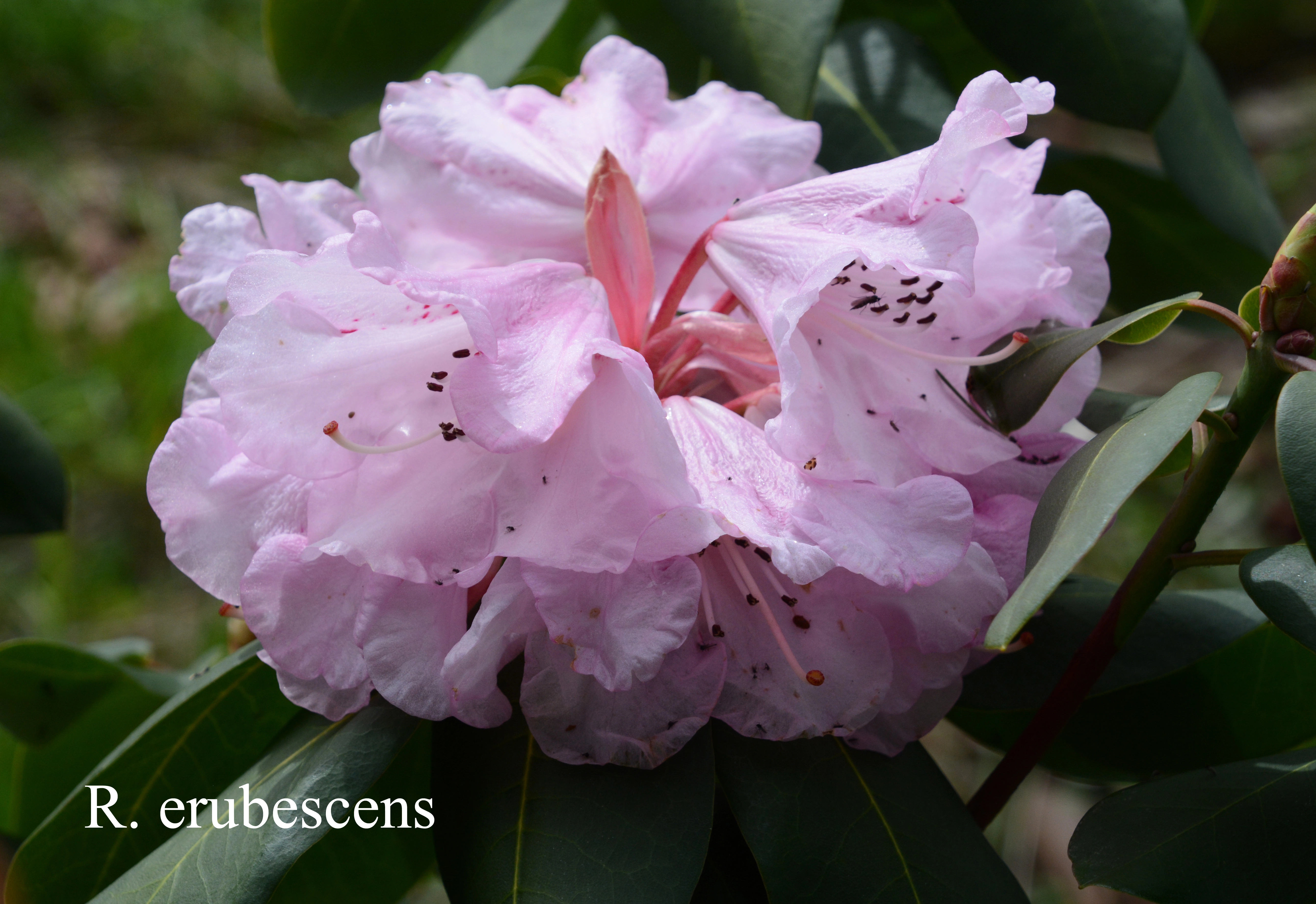 Rhododendron oreodoxa var fargesii photo