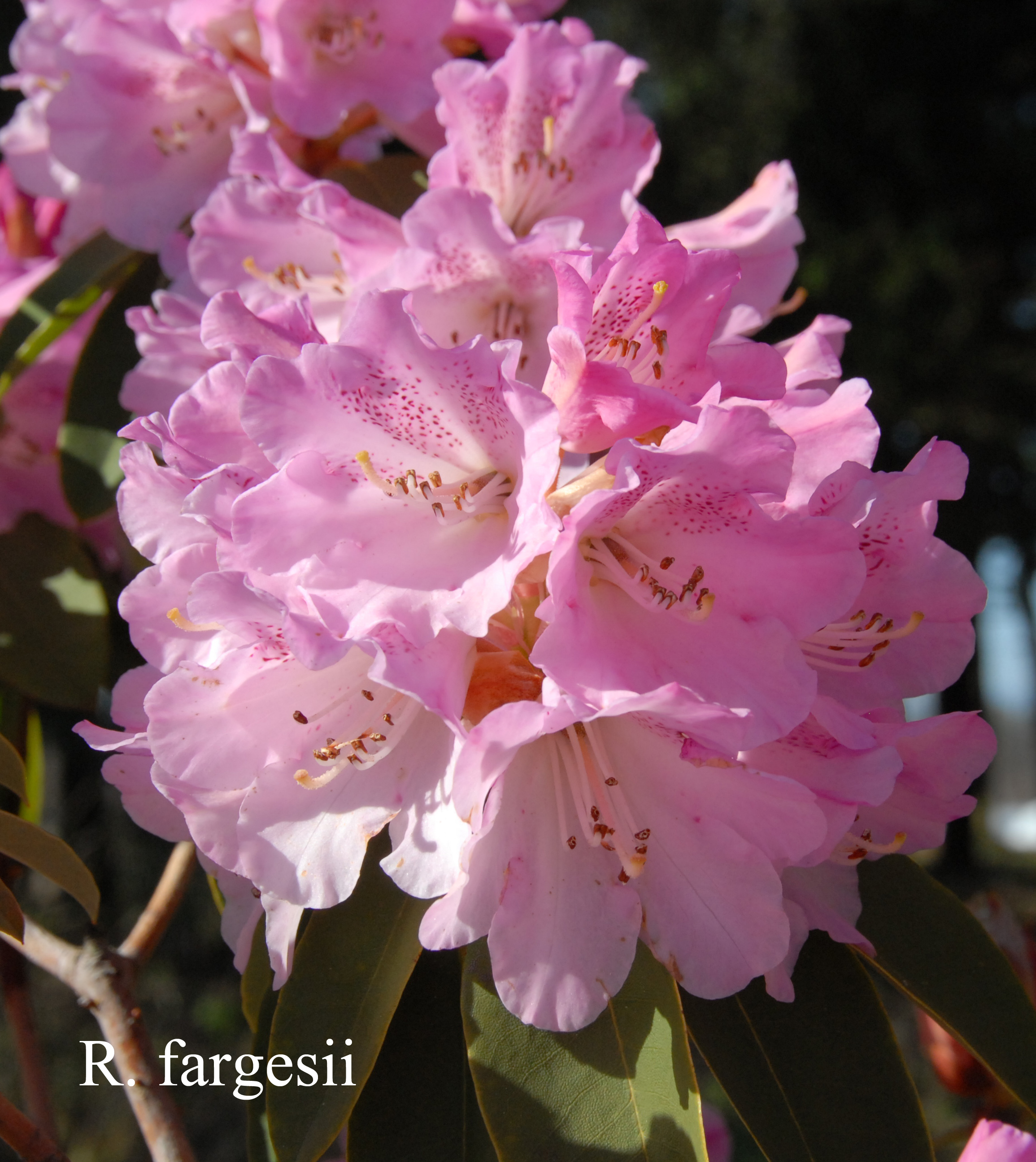 Rhododendron oreodoxa var fargesii photo