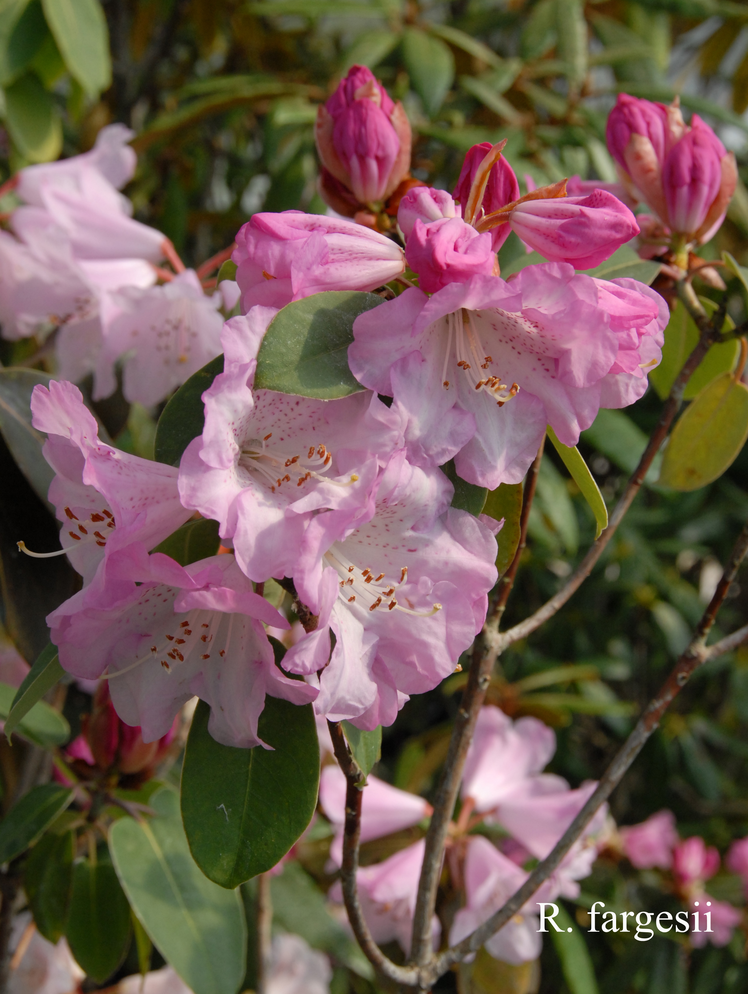 Rhododendron oreodoxa var fargesii photo