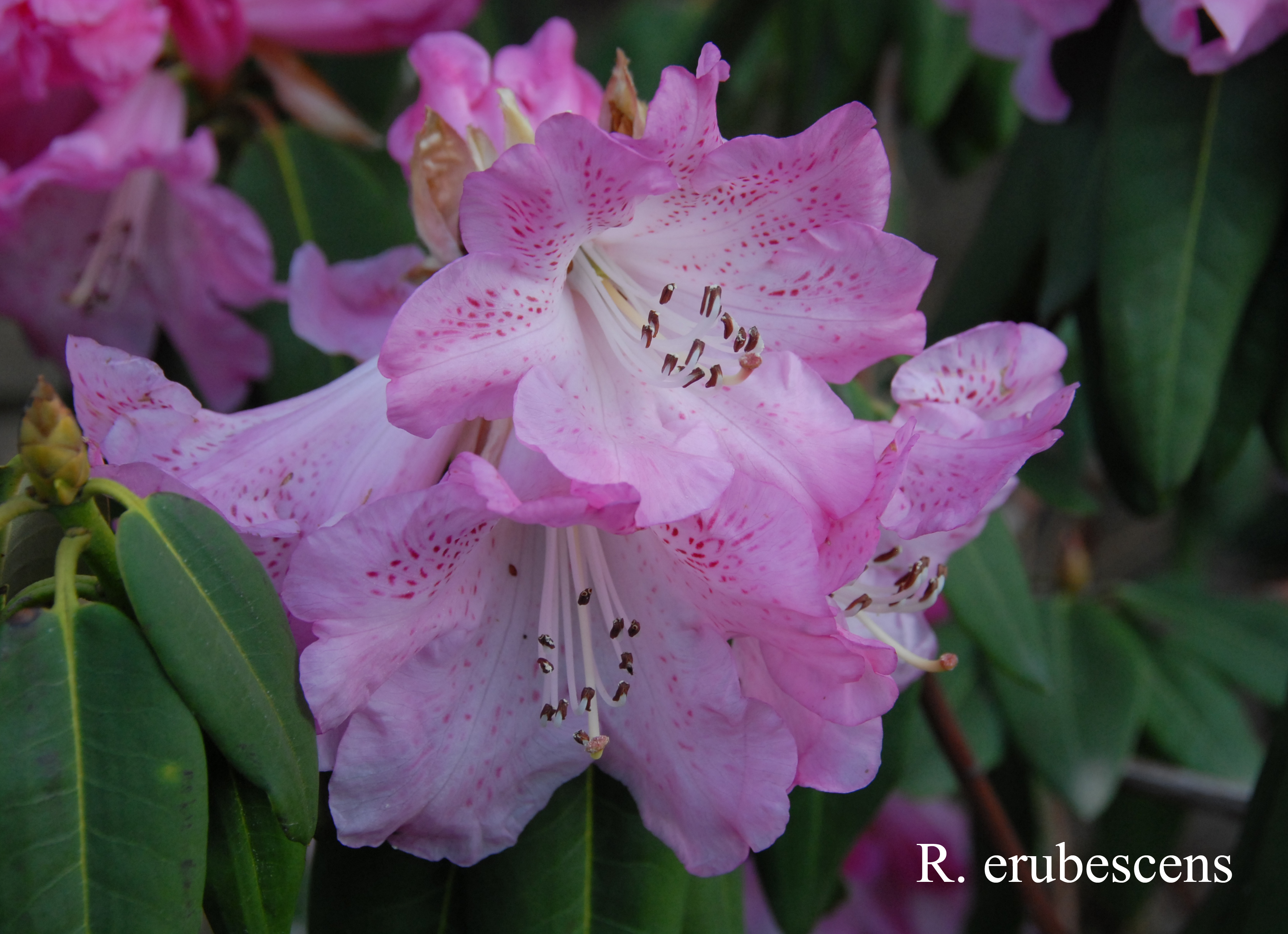 Rhododendron oreodoxa var fargesii photo